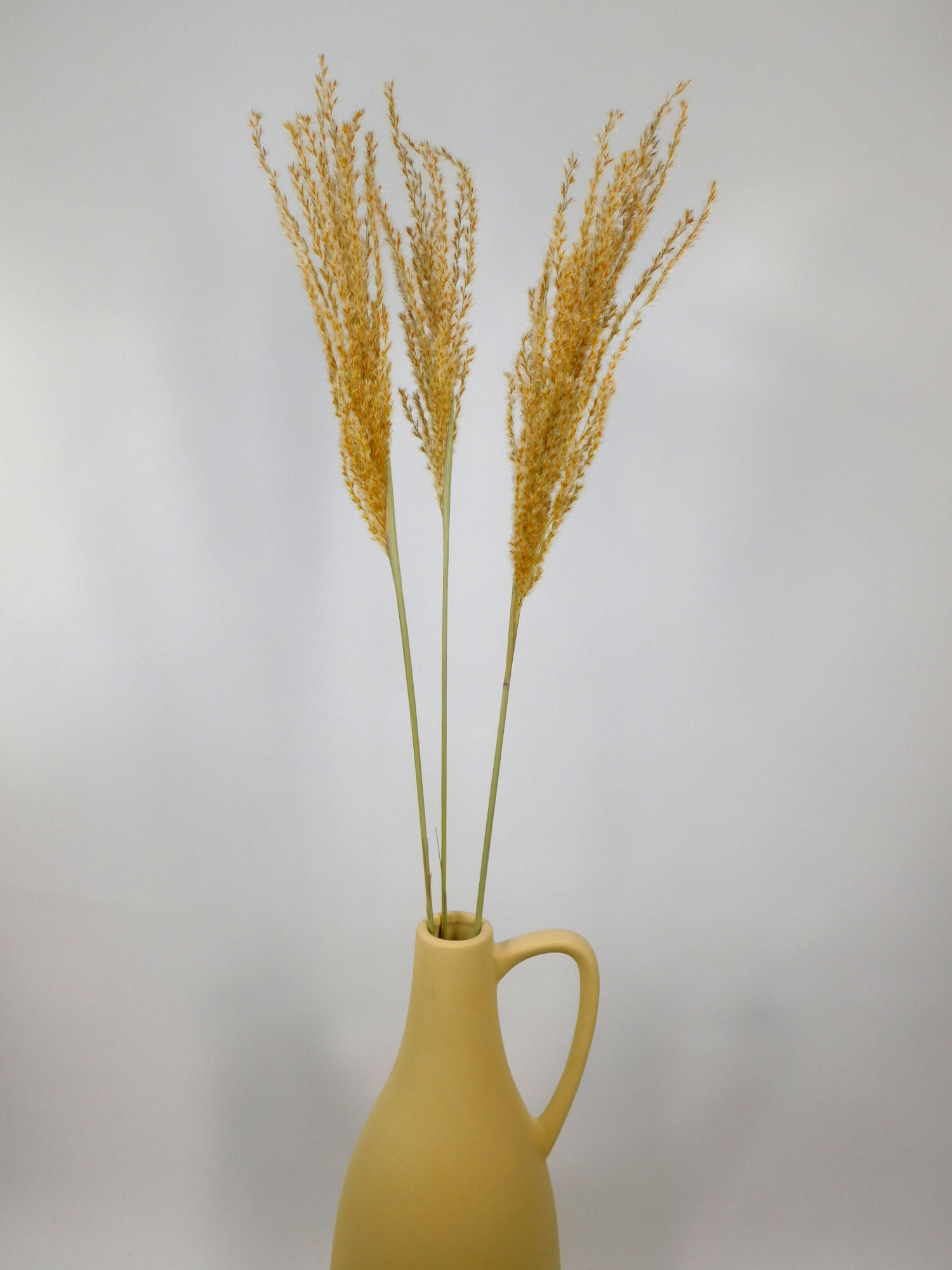 Schilfgras Miscanthus, 1 Stängel, 70 cm