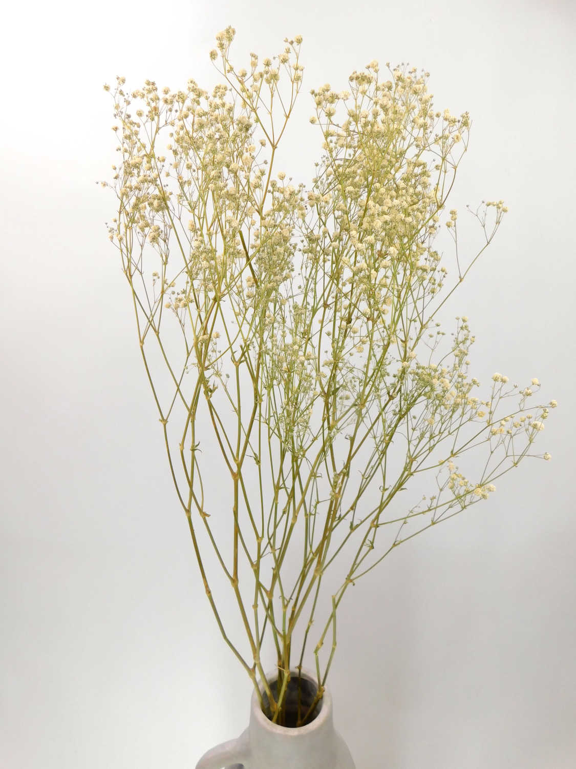 Gefülltes Schleierkraut, 70cm