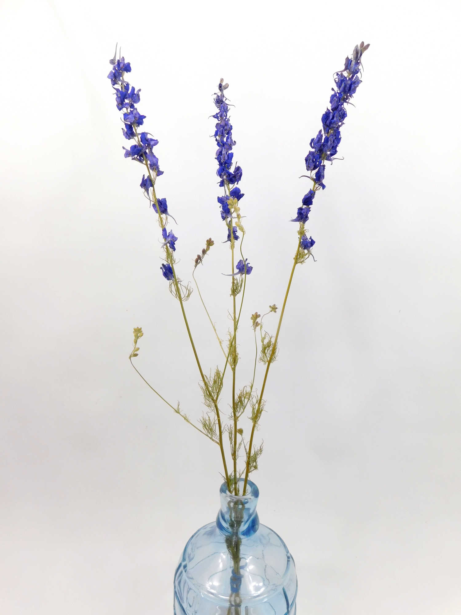Rittersporn_blau_3Staengel_70cm 3 Stängel Rittersporn, Blau, 65- 70 cm