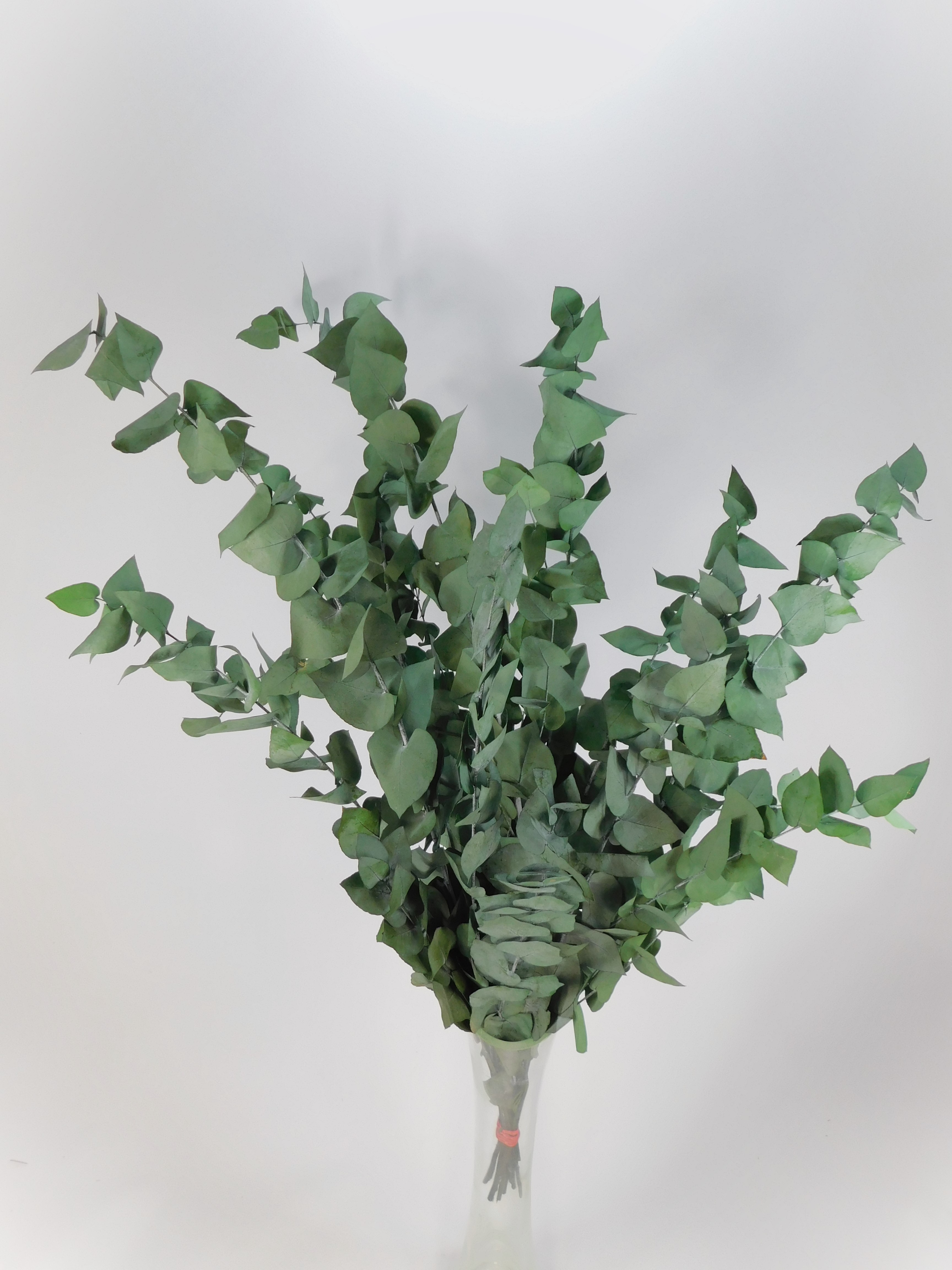 Eucalyptus_Stuartiana_gruen2 Eukalyptus Stuartiana, getrocknet & präpariert, 55 - 70 cm