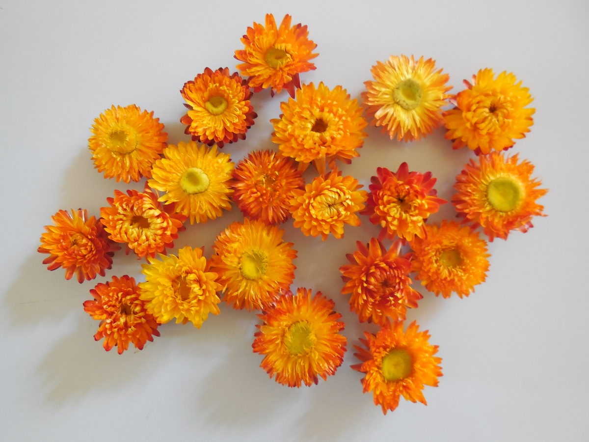 Strohblumenköpfe, Orange. 20 Stück, 3,5-5cm
