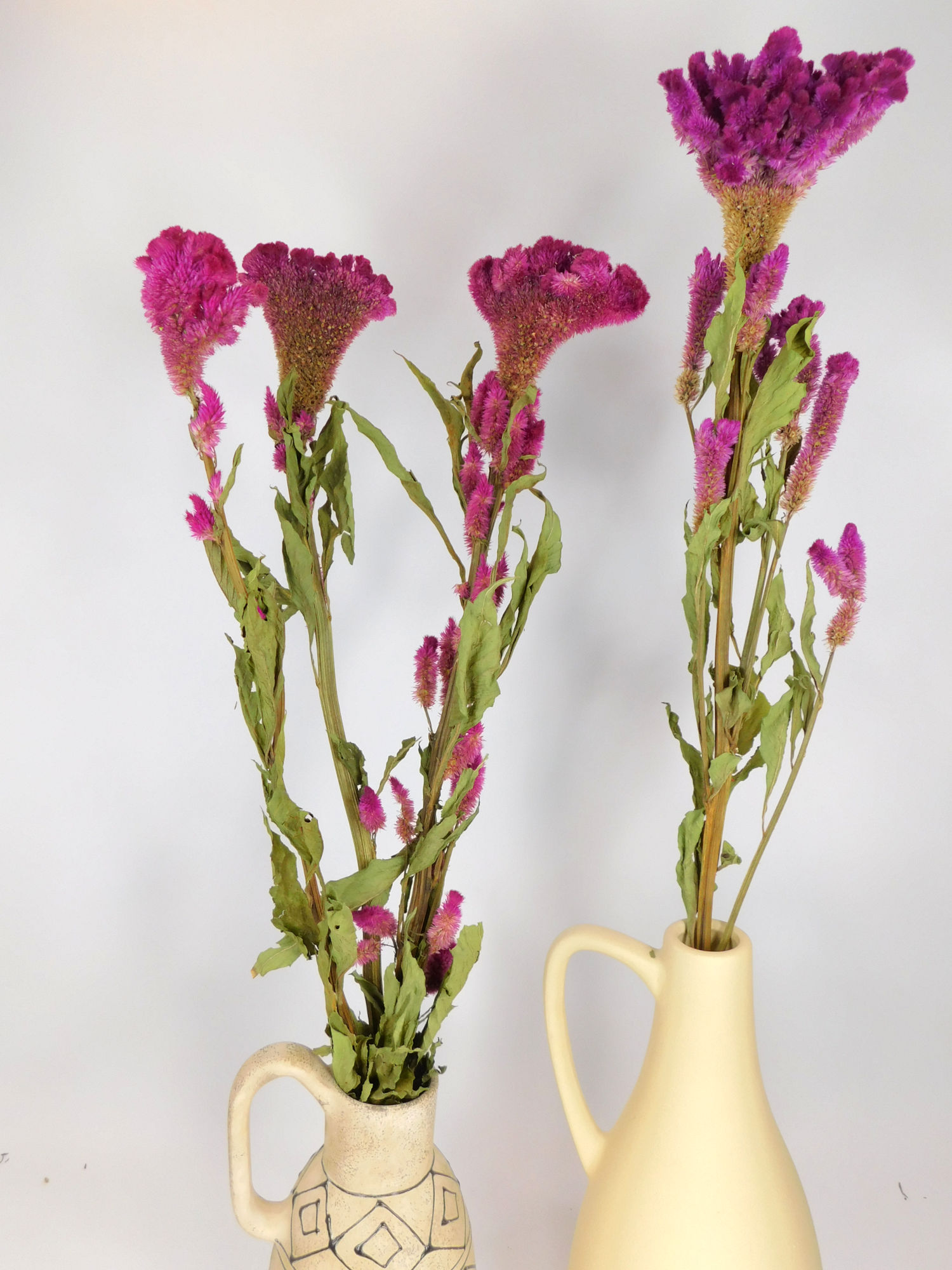 Hahnenkamm_Rosa_mittel2 Hahnenkamm, Rosa, 1 Stängel , 6- 9cm x 60cm