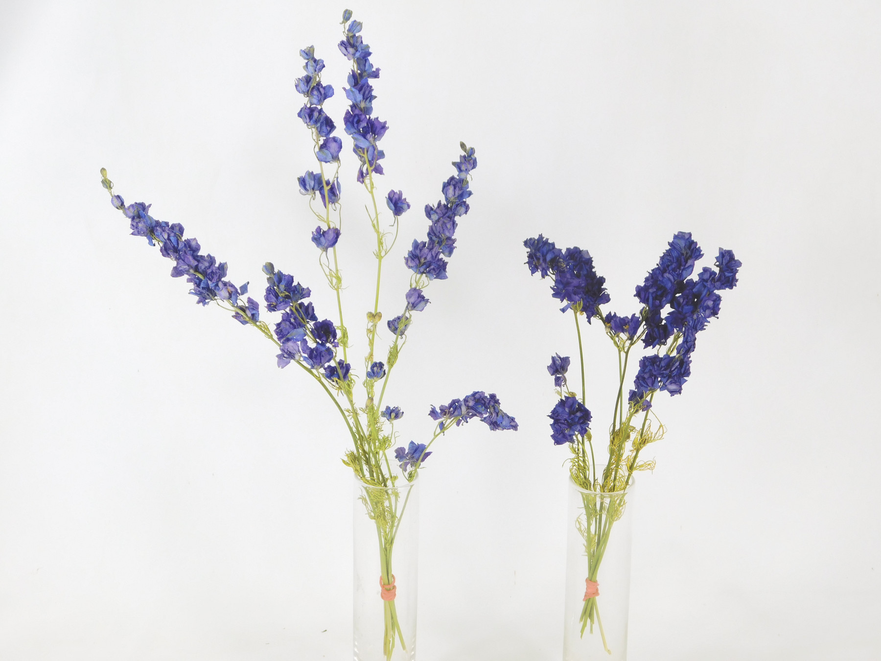 Rittersporn_Blau_20-35cm 5x Rittersporn, Blau, 20 cm