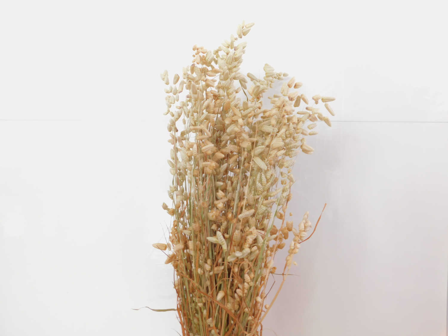 Zittergras Zittergras (Briza Maxima), natur, 45cm