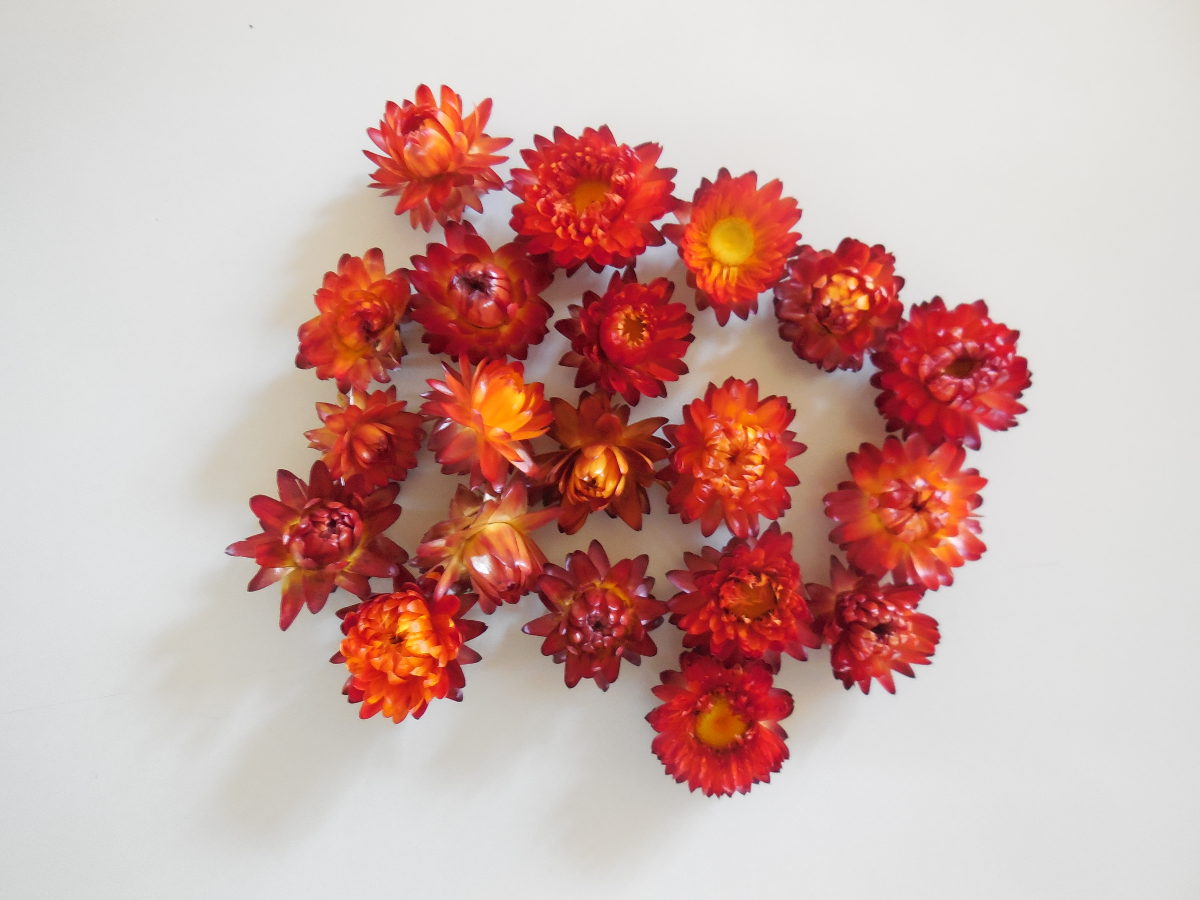 Strohblumen/ klein, Rot, 2- 3cm