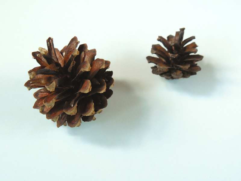 Kiefernzapfen/ 6 cm, Z340