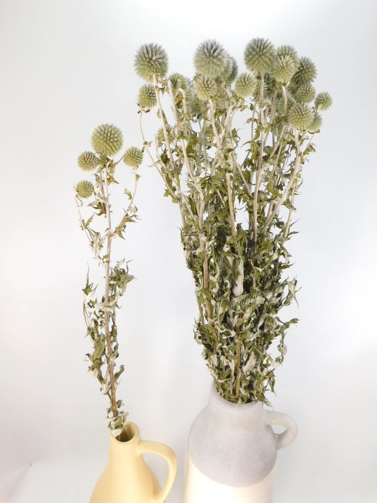 Kugeldistel_3er_70cm