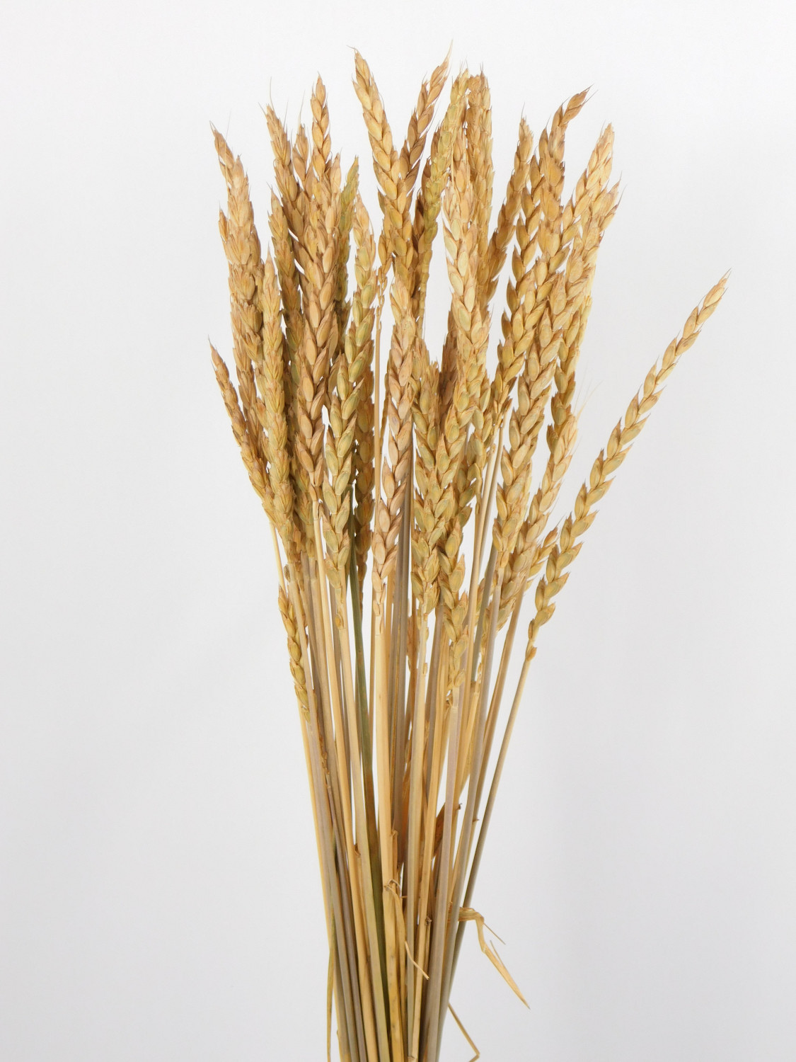 Dinkel_Naturbraun_Bio2 Urgetreide Dinkel, jung geschnitten,*Bio*, 65cm
