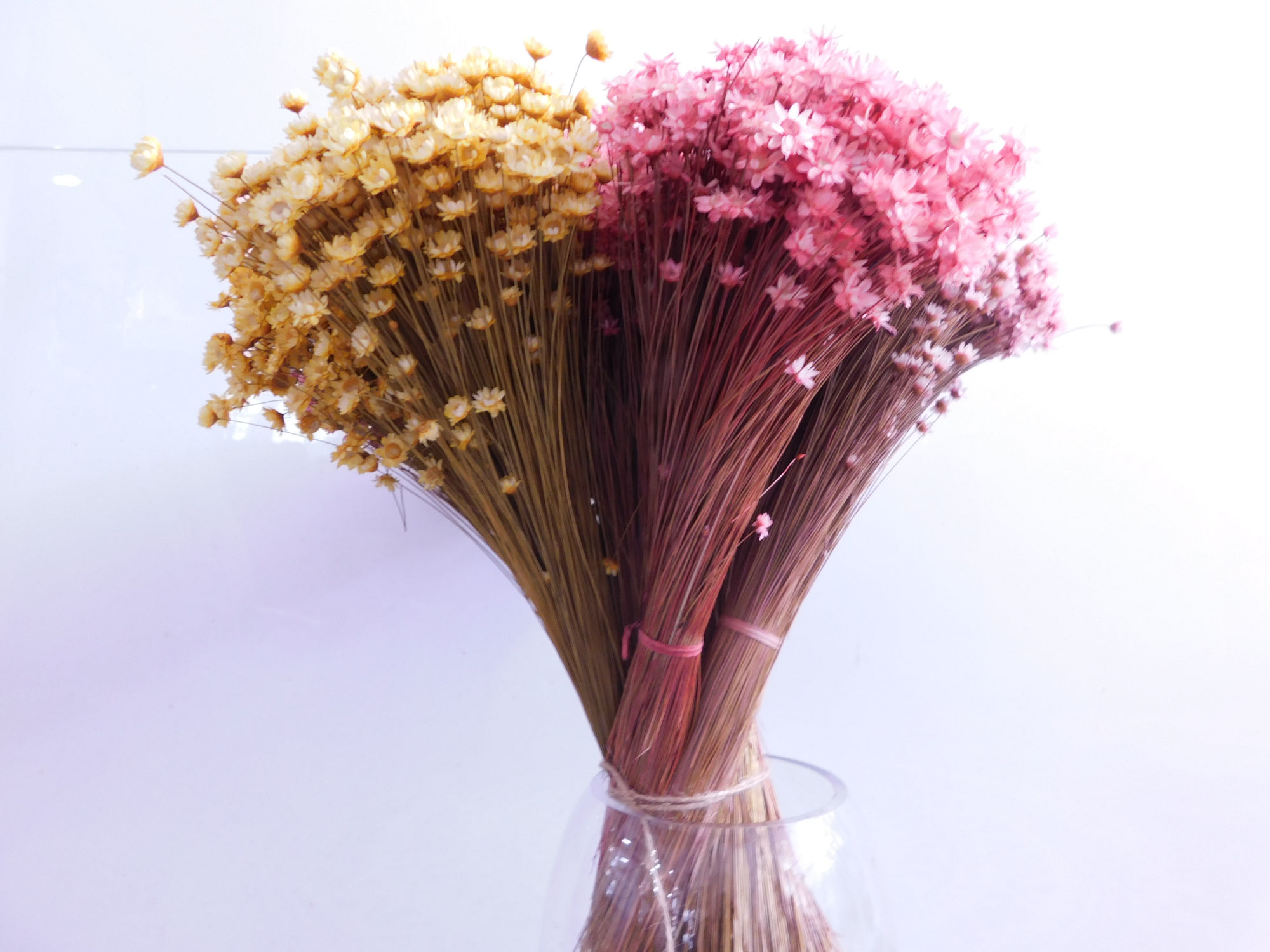 100 Stängel Glixia, 30 cm, alle Farben *Angebot*