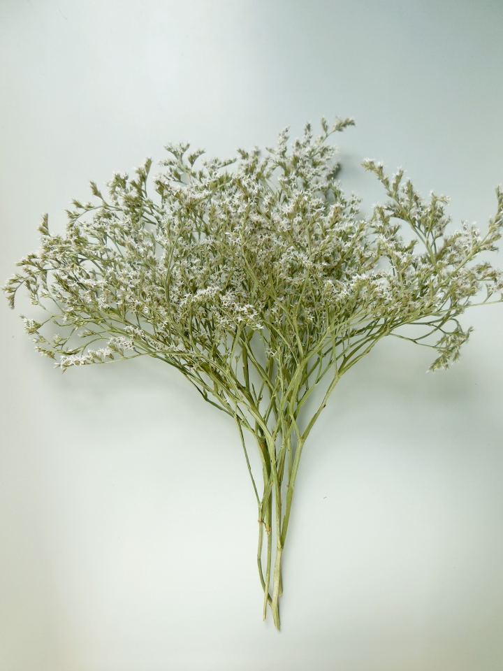 1588_0 Statice Tatarica, Natur-Weiß, 20 Gramm