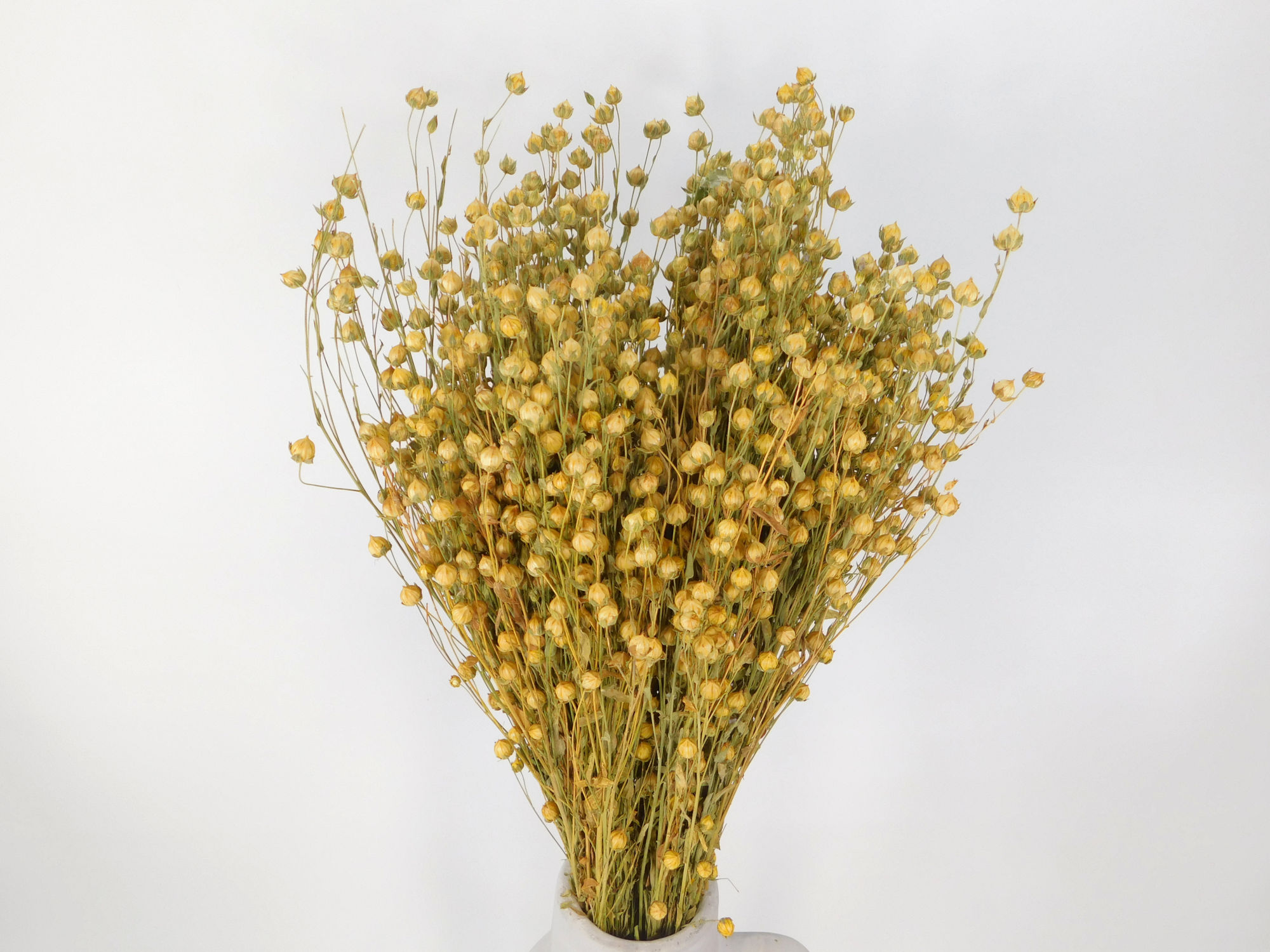   Lein (Flax), Naturgrün, 50cm, ganzes Bund