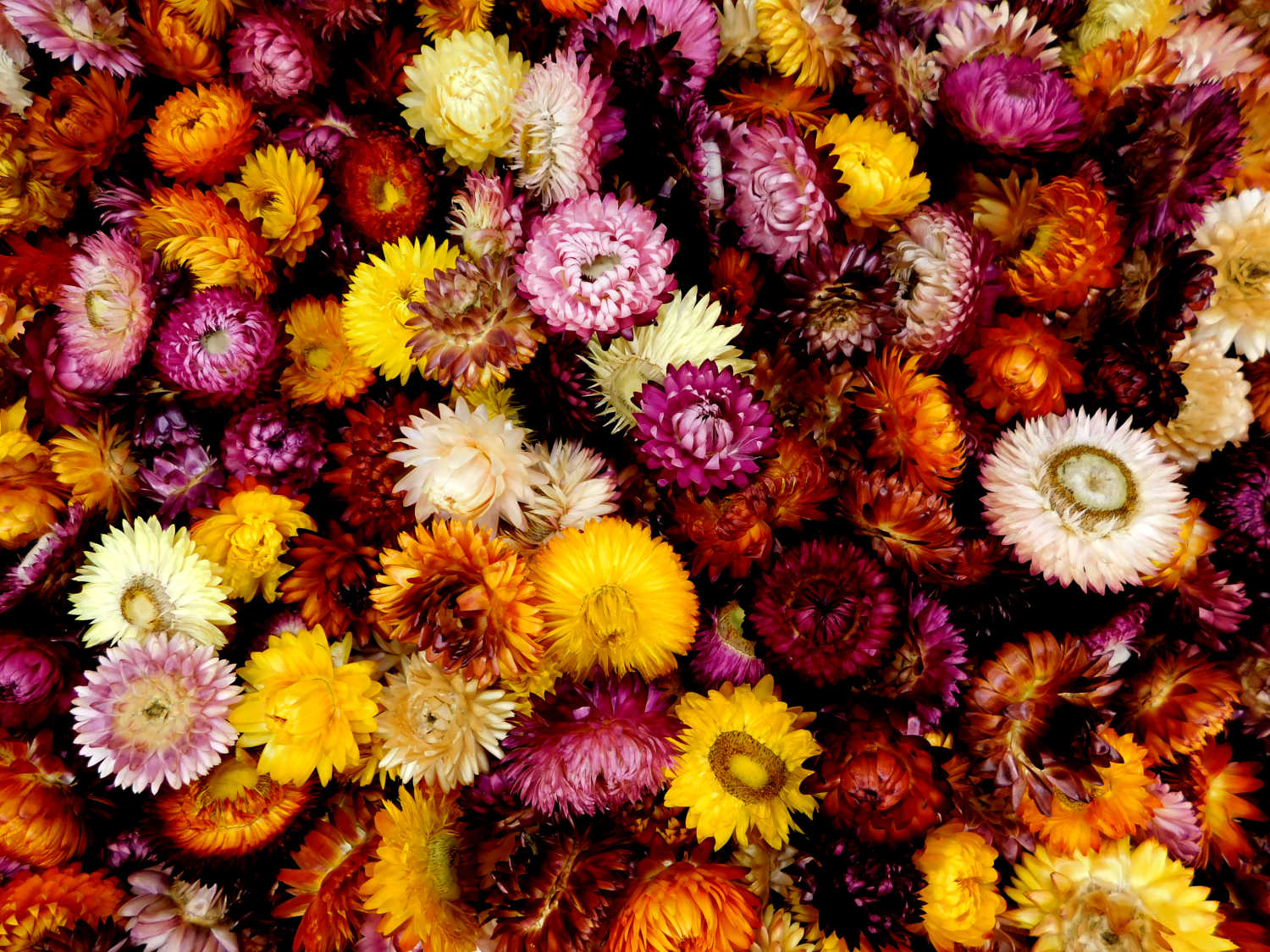 Strohblumen_100Stk_gut