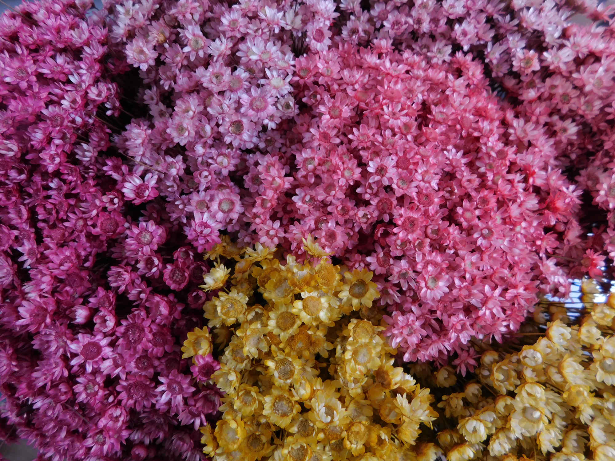 100 Stängel Glixia, 30 cm, alle Farben *Angebot*