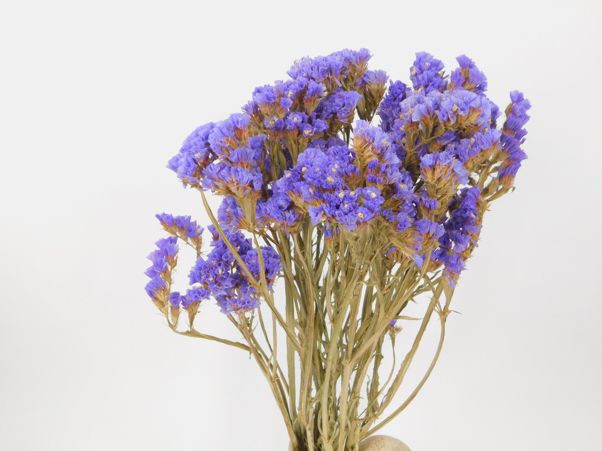 Strandflieder_Lila_Blau Strandflieder, Blau- Violett, 45cm