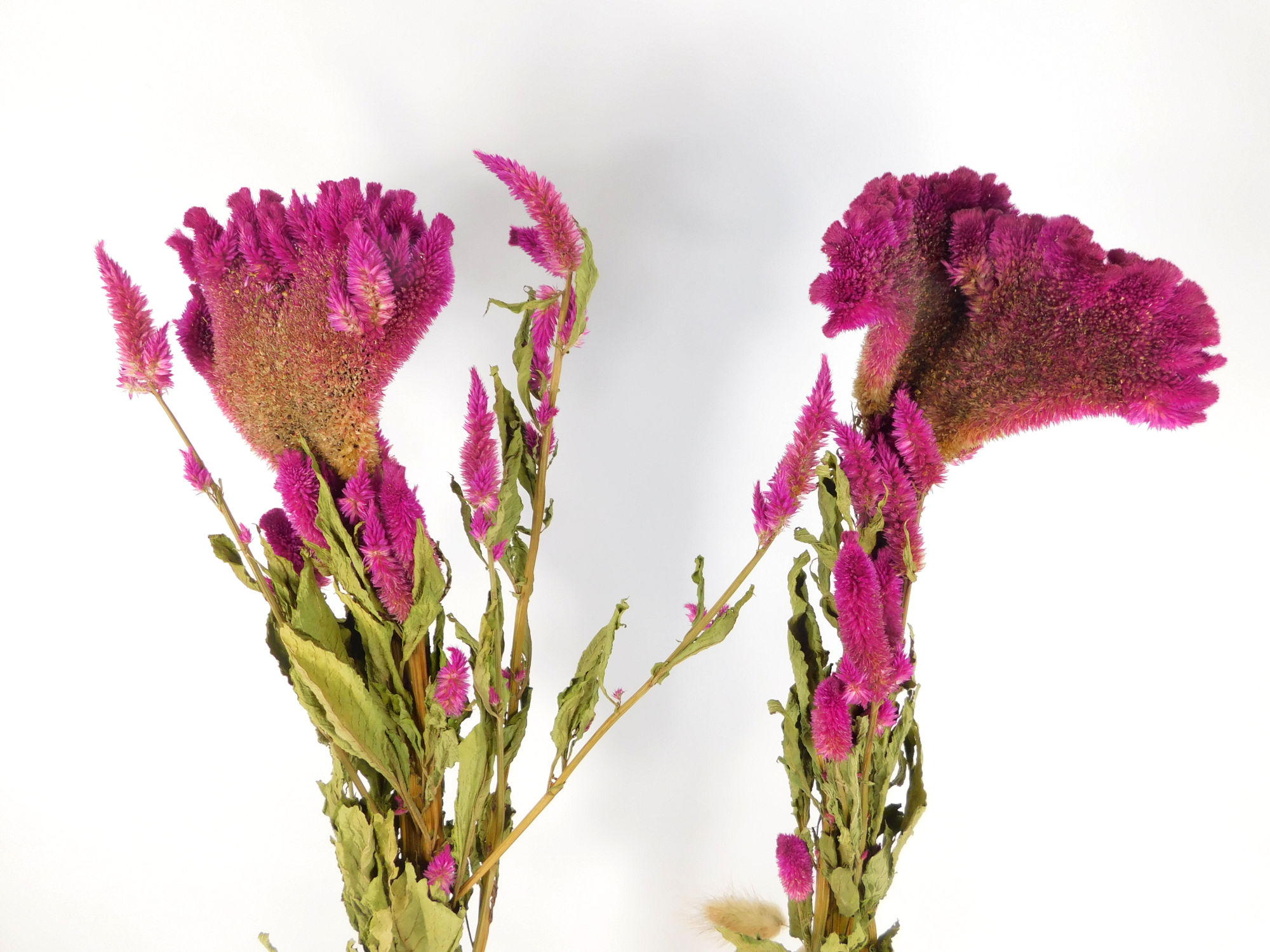 Hahnenkamm_Rosa_gross Hahnenkamm, Rosa, 1 Stängel, 10cm x 60cm