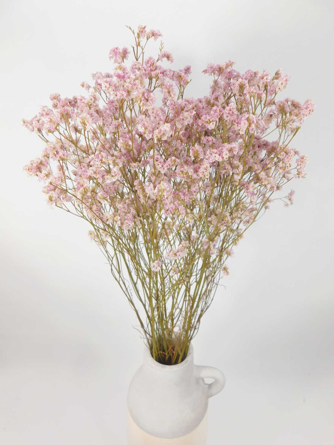 Limonium, großblumig, Hellrosa