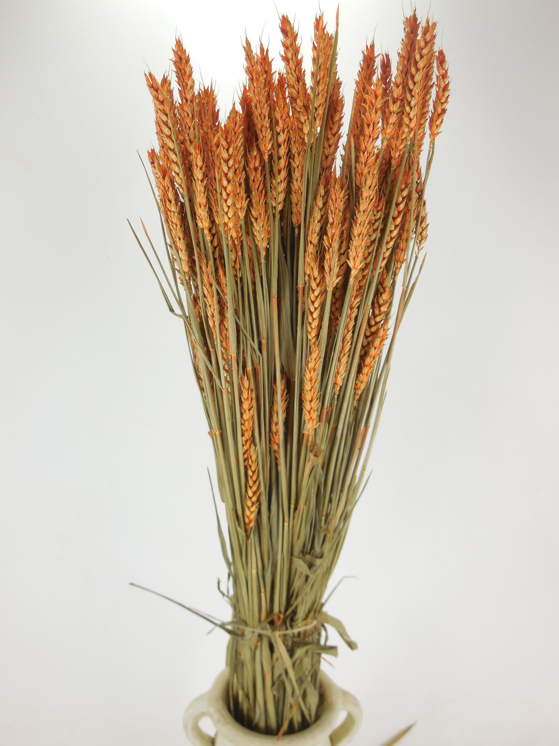 Weizen_Orange Weizen, Orange, ganzes Bund (70 - 90 Halme), 65 cm