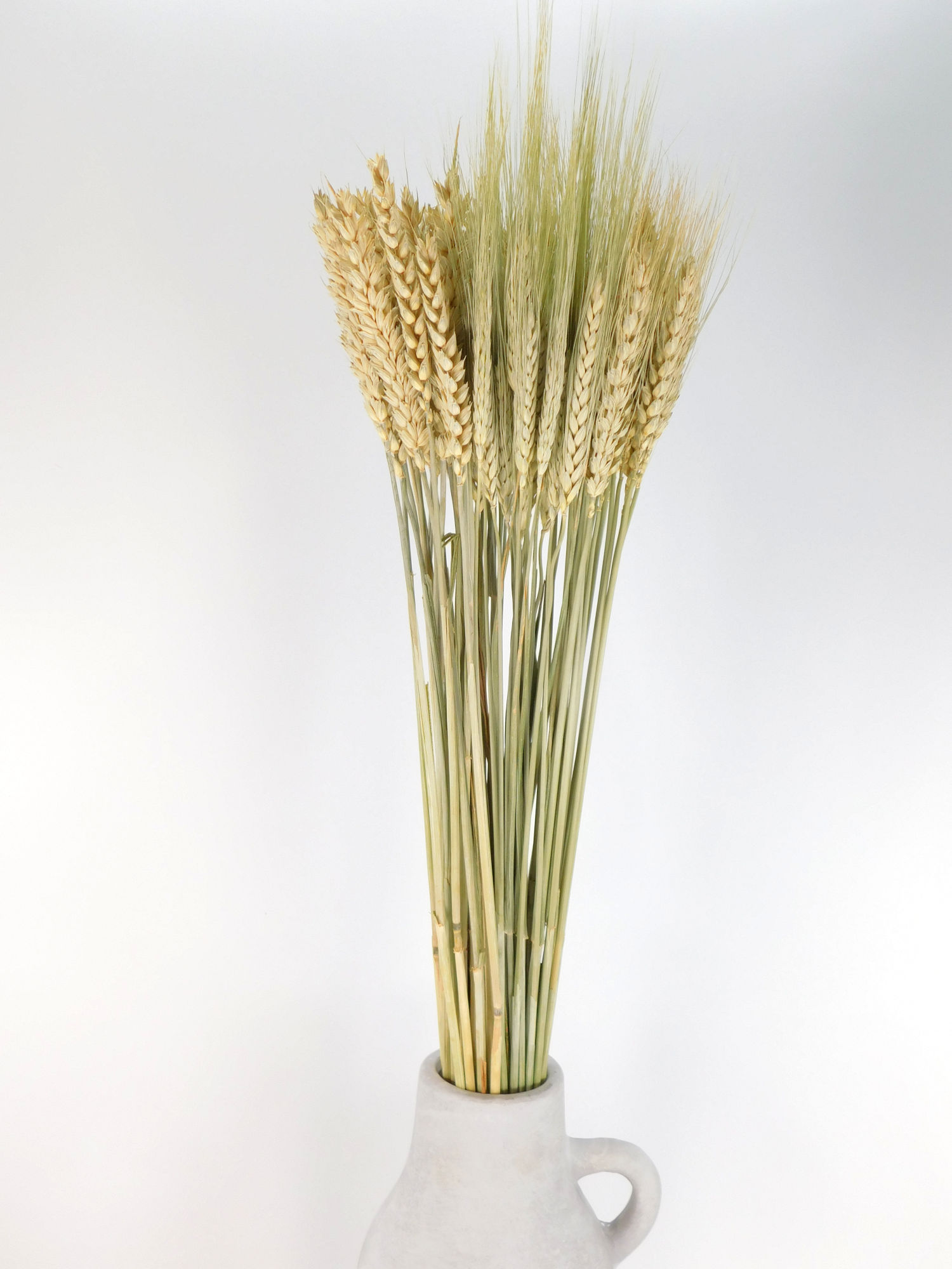 Weizen_gemischt_gr-n2 Weizen / gemischt, jung geschnitten,*Bio*, 70cm
