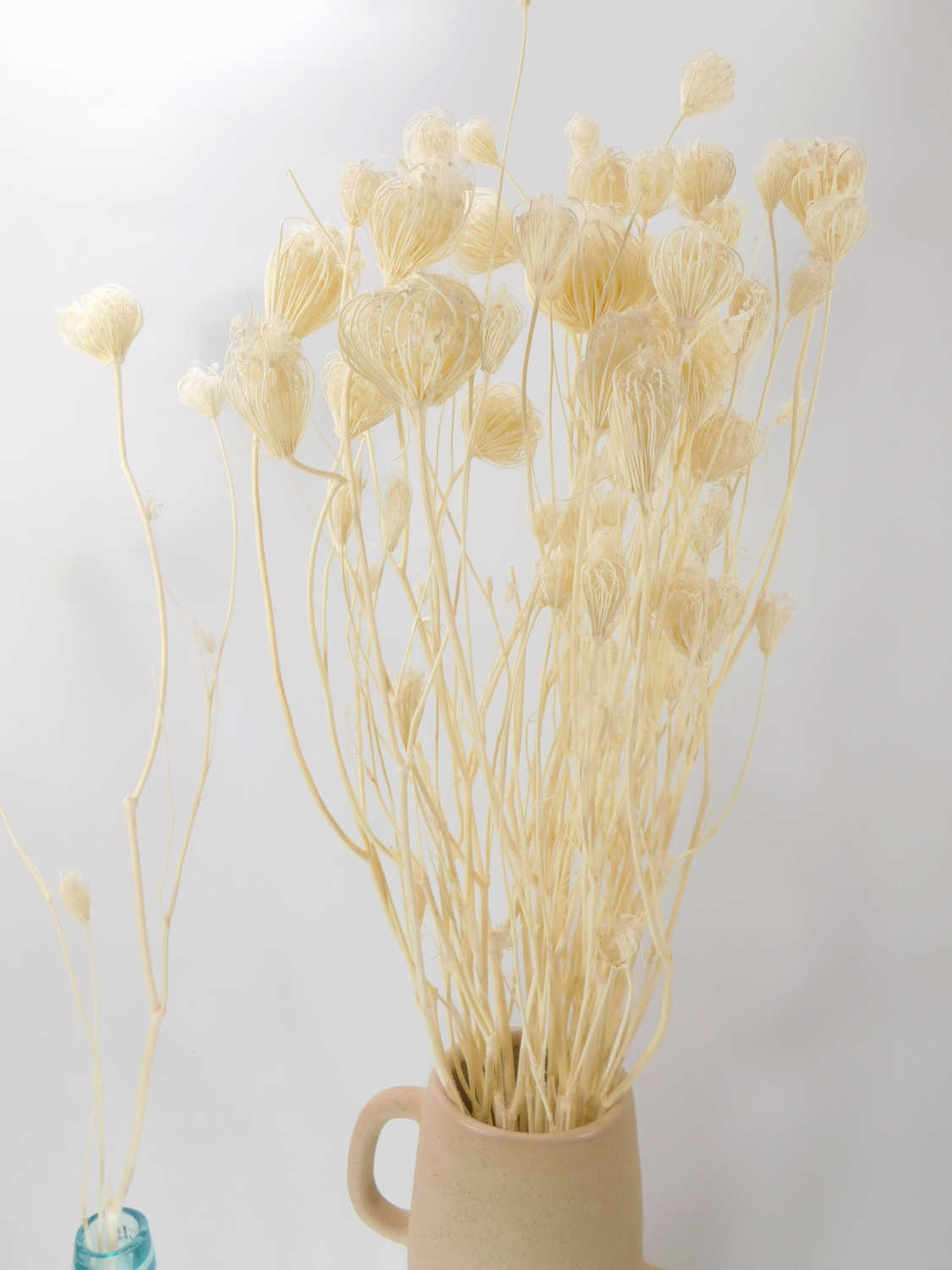 Fenchel, gebleicht, 2 Stängel, 65-70 cm