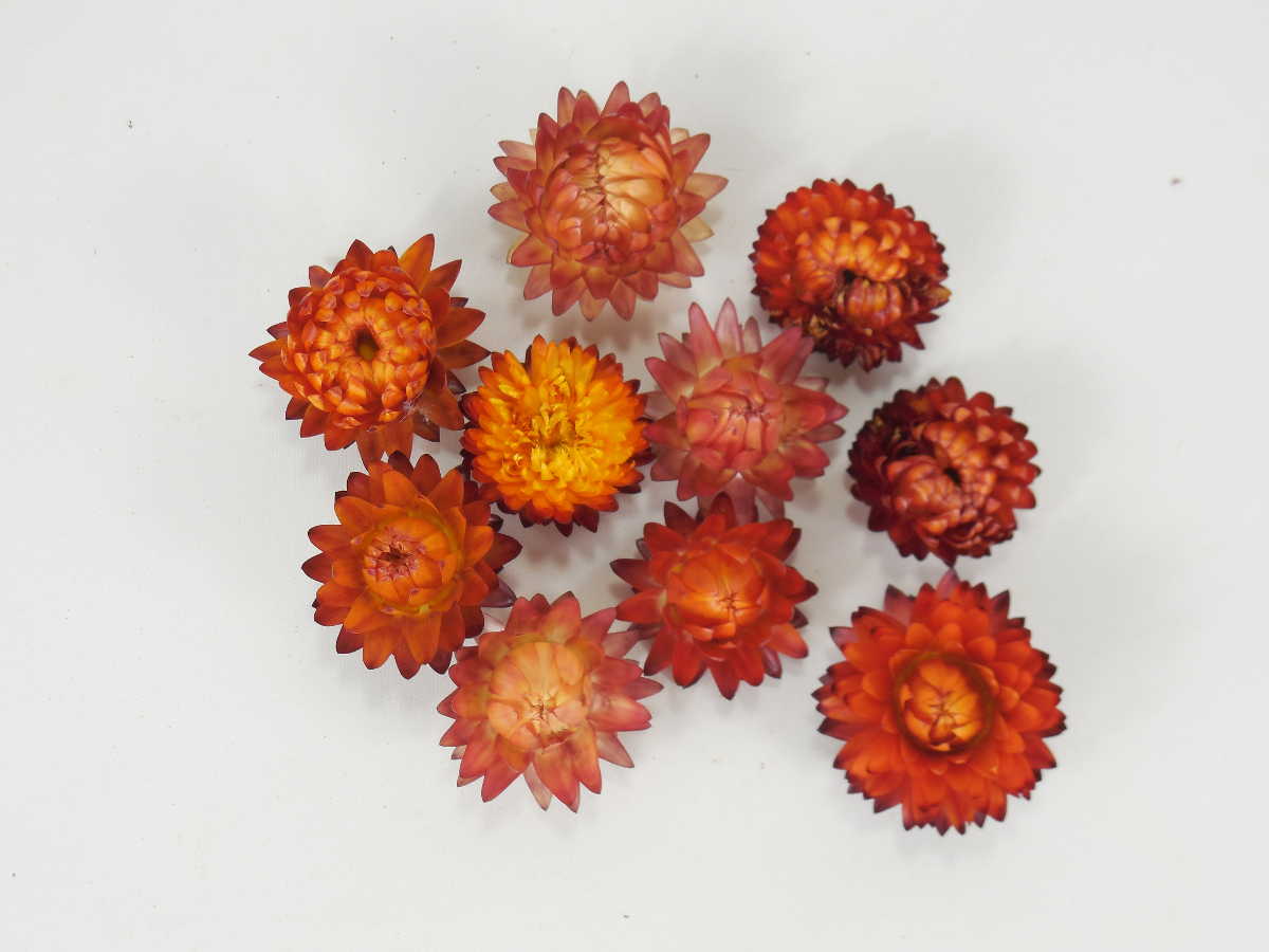 Strohblumen_Rot_Bio Strohblumen, Rot, 3- 4cm