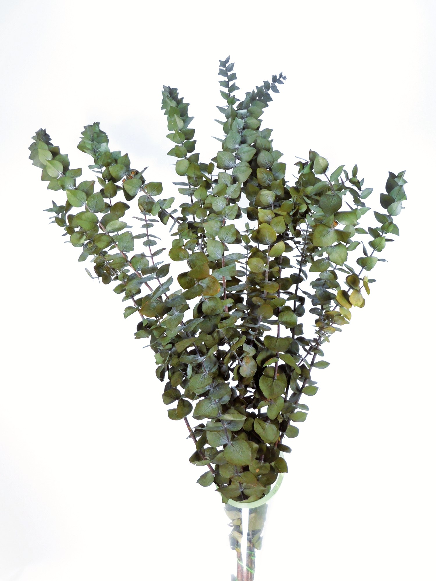 Eukalyptus Baby Blue, 125 Gramm, 55 - 70 cm