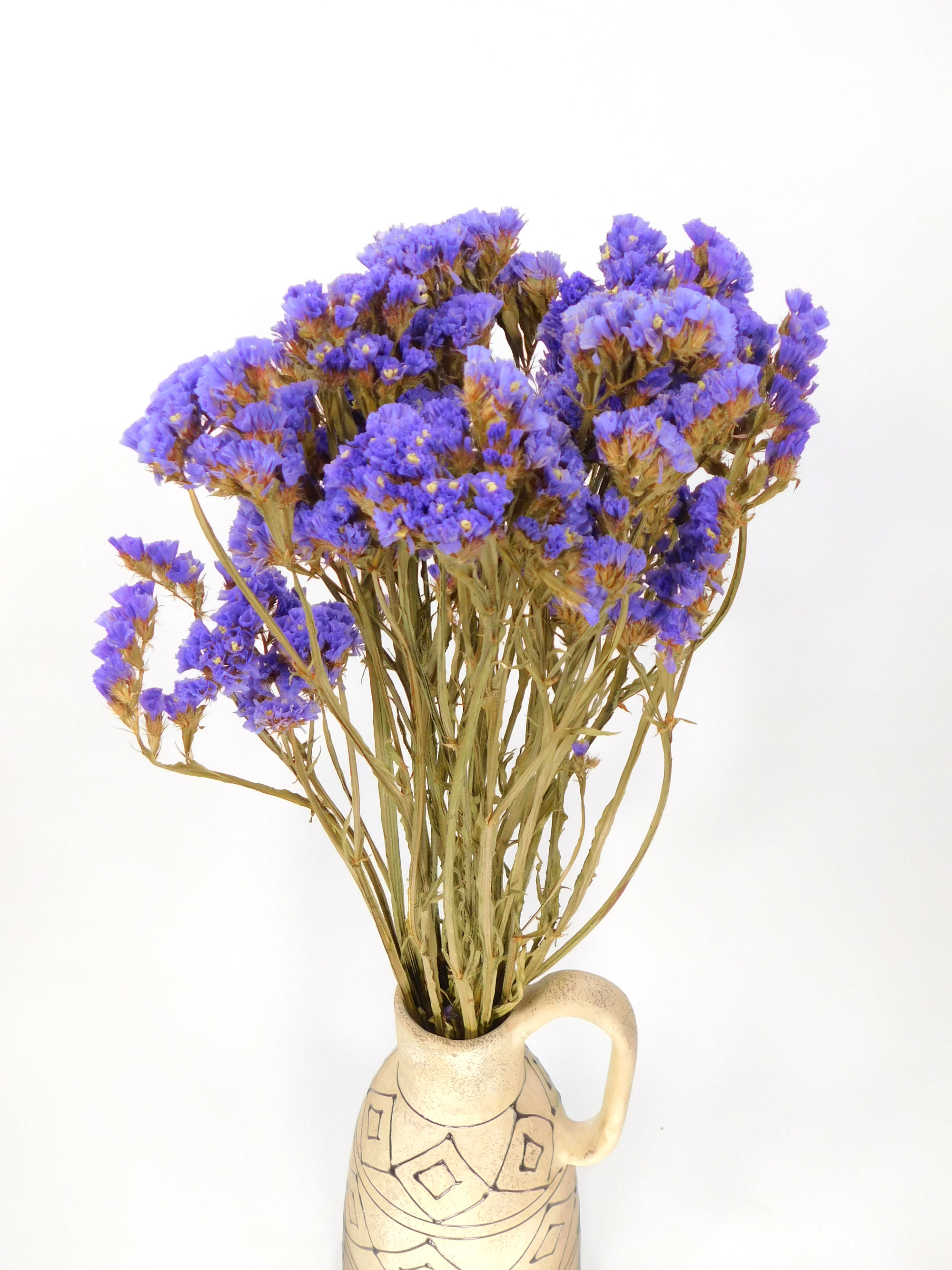 Strandflieder_Lila_Blau2 Strandflieder, Blau- Violett, 45cm