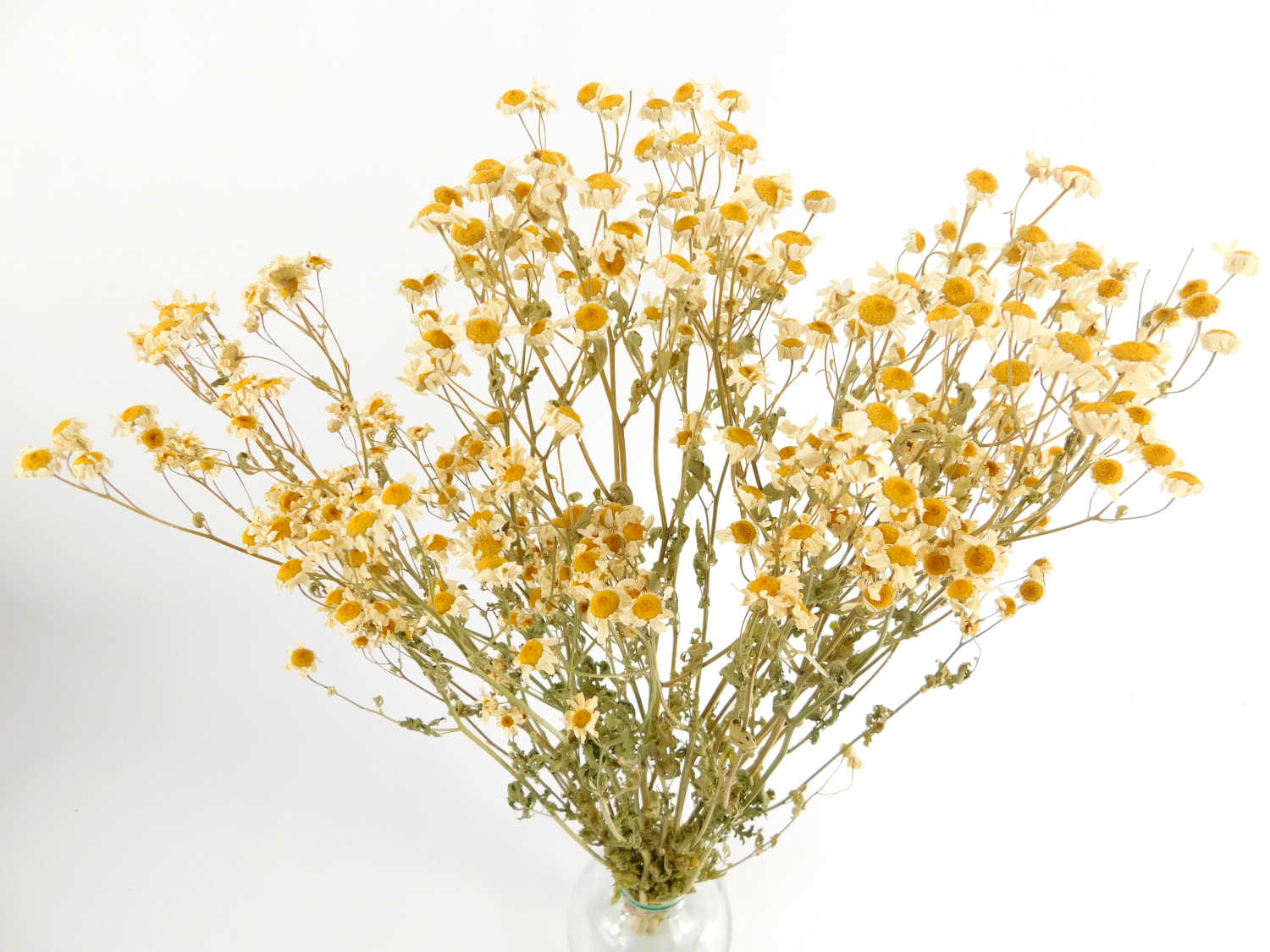 Wilde_Kamille_Bio Echte Kamille, 50cm, *Bioanbau*