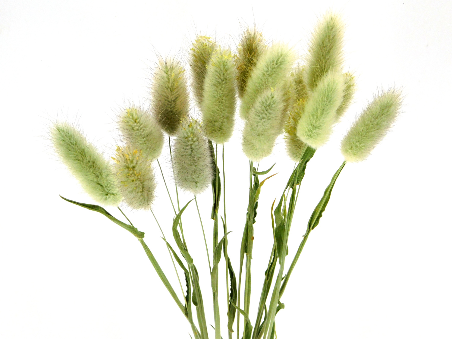 Samtgras_Bio_45cmb9WXSIZgGJLTp Samtgras(Lagurus), 50cm, *Bio-zertifiziert*
