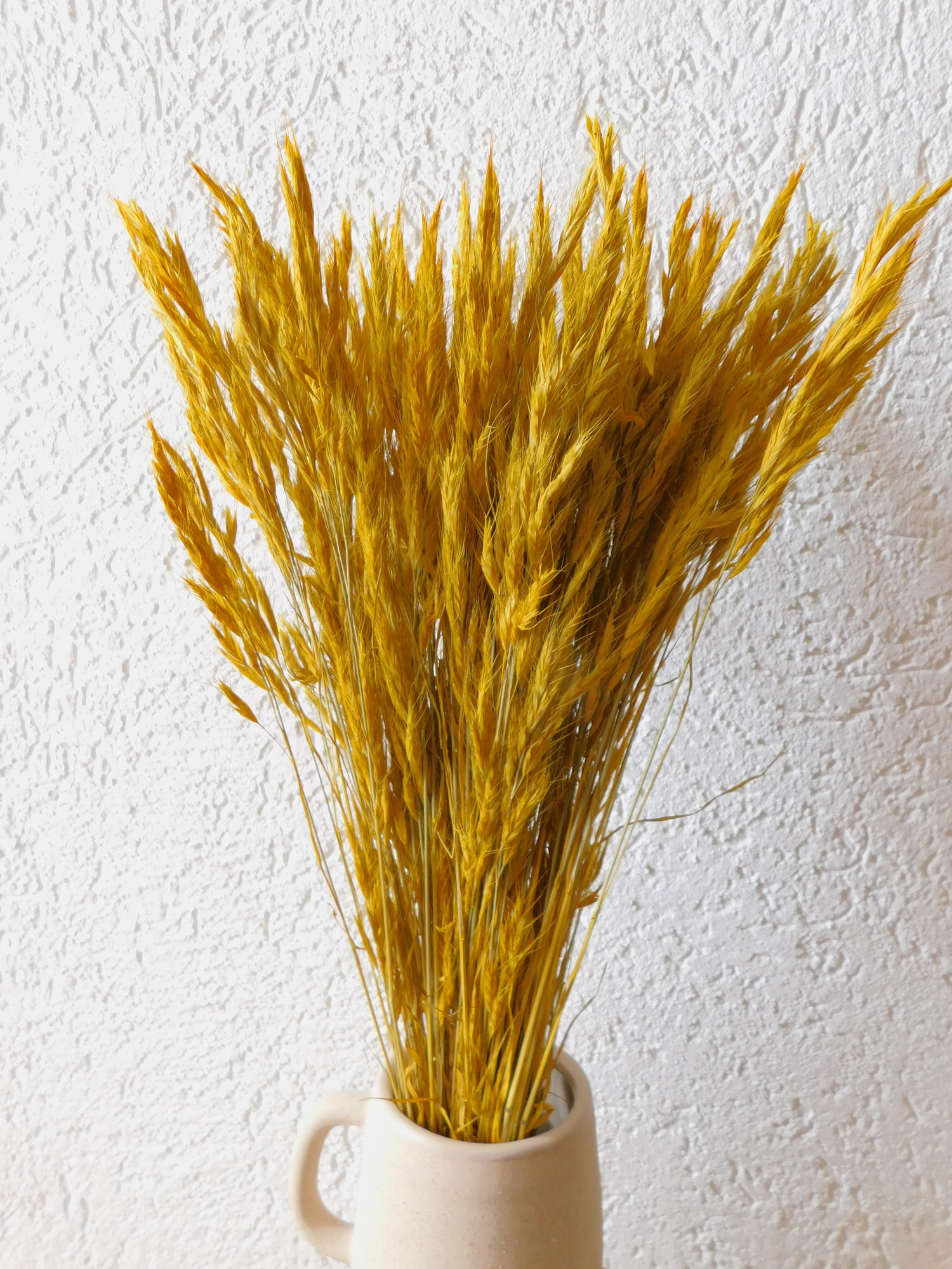 Trespe_Gelb2 Langgrannige Trespe, Gelb, 30 Halme, 65 cm