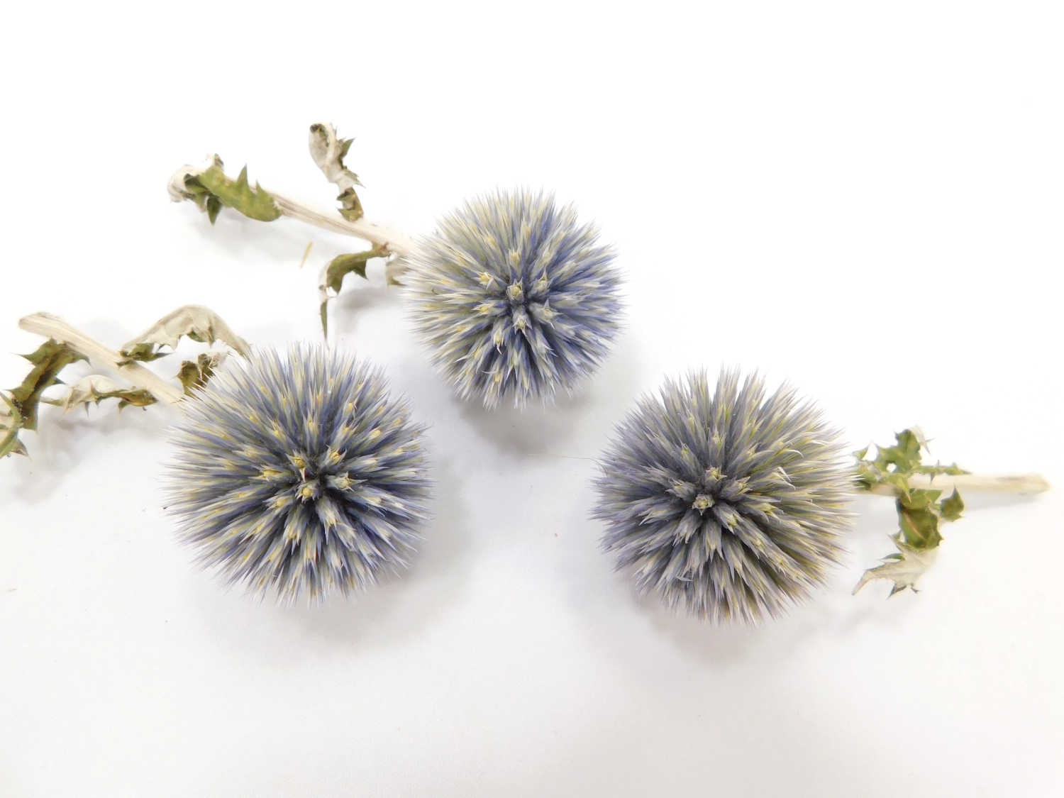 Kugeldistel_5-8cm 3 Kugeldisteln, 3- 4 cm, kurze Stängel