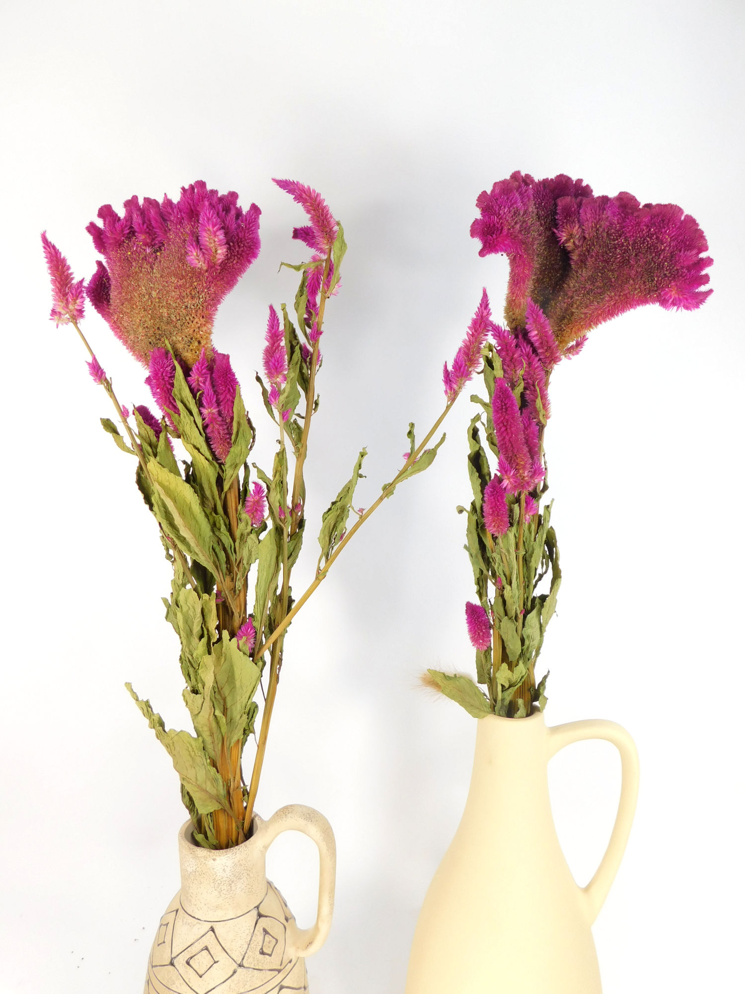 Hahnenkamm_Rosa_gross2 Hahnenkamm, Rosa, 1 Stängel, 10cm x 60cm
