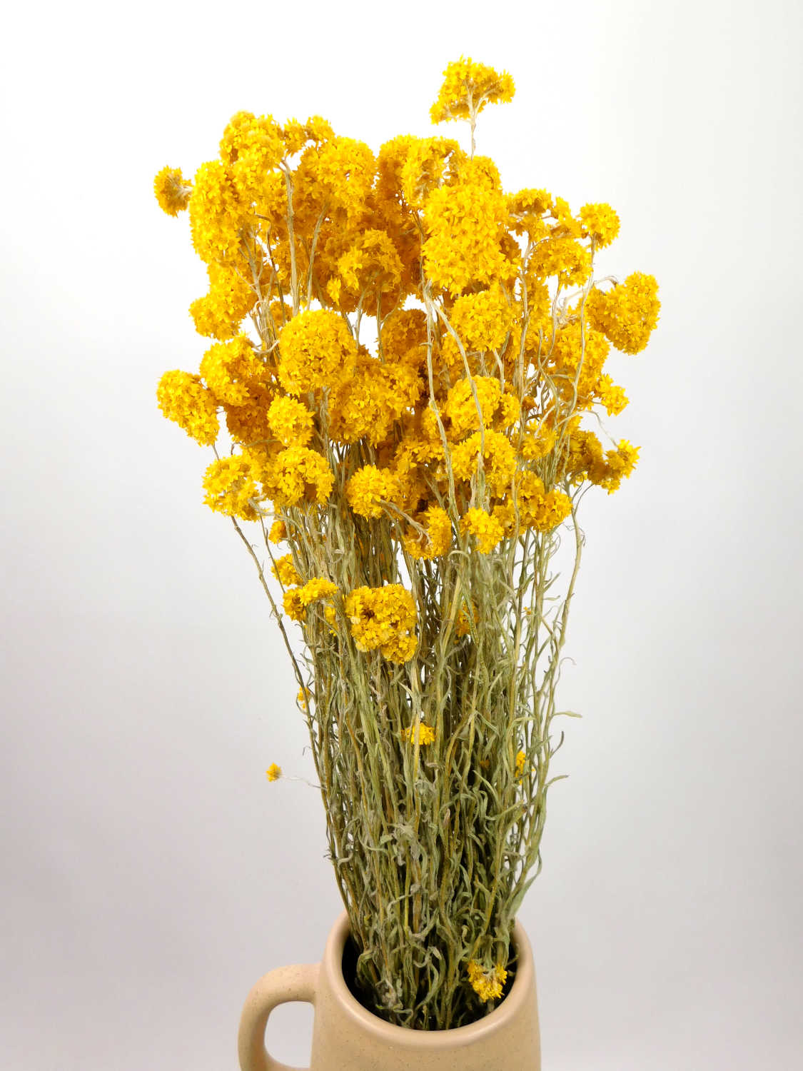 Sanfordii_gelb2 Sanfordii, sonnengelb, 60cm