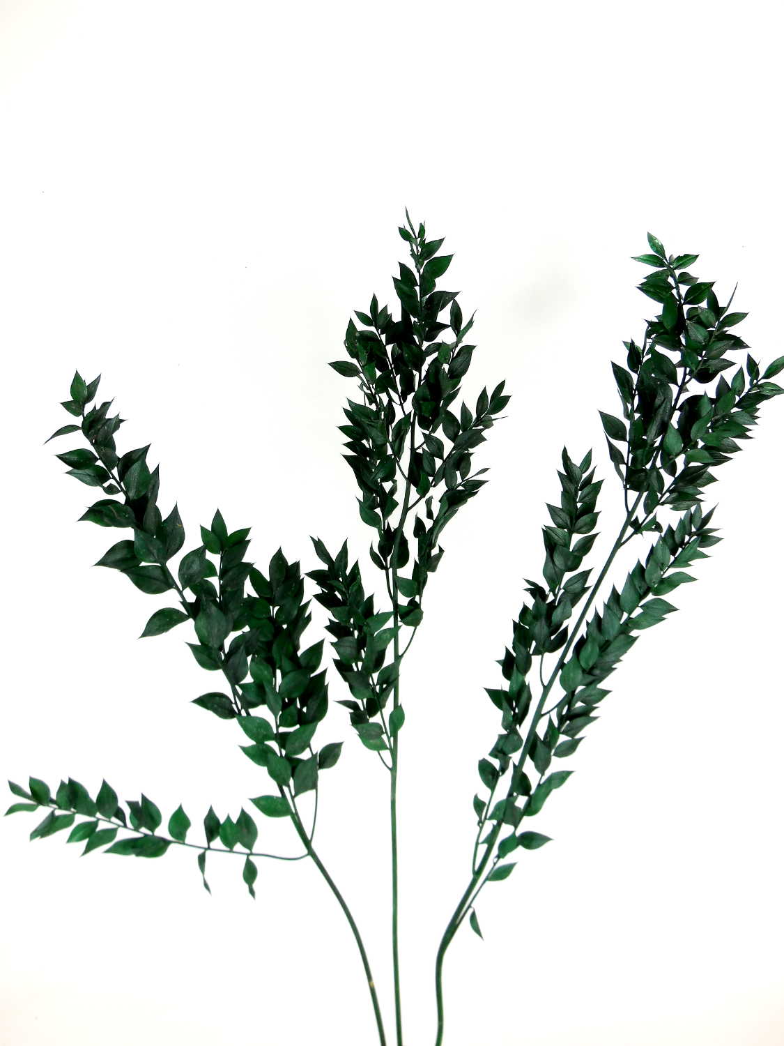 Stechpalme Stechpalme, grün, 70 cm, 20 Gramm,1 Zweig