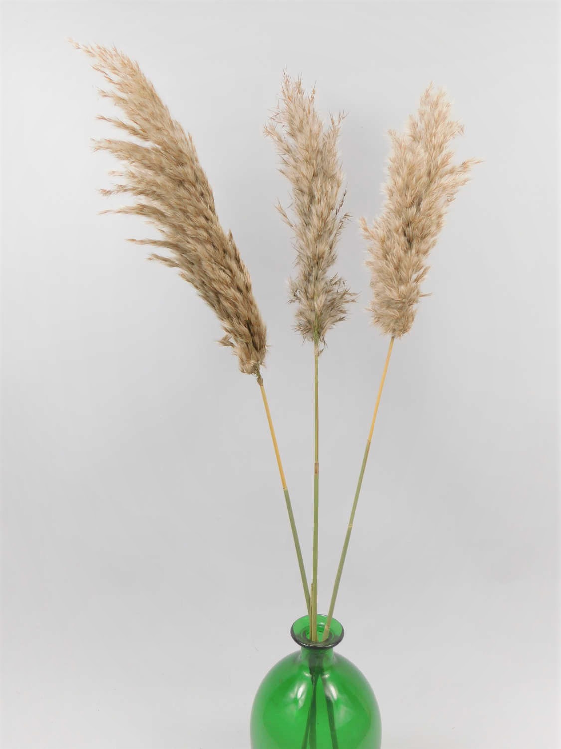 Chinesisches Pampasgras, 70 cm, Naturbelassen