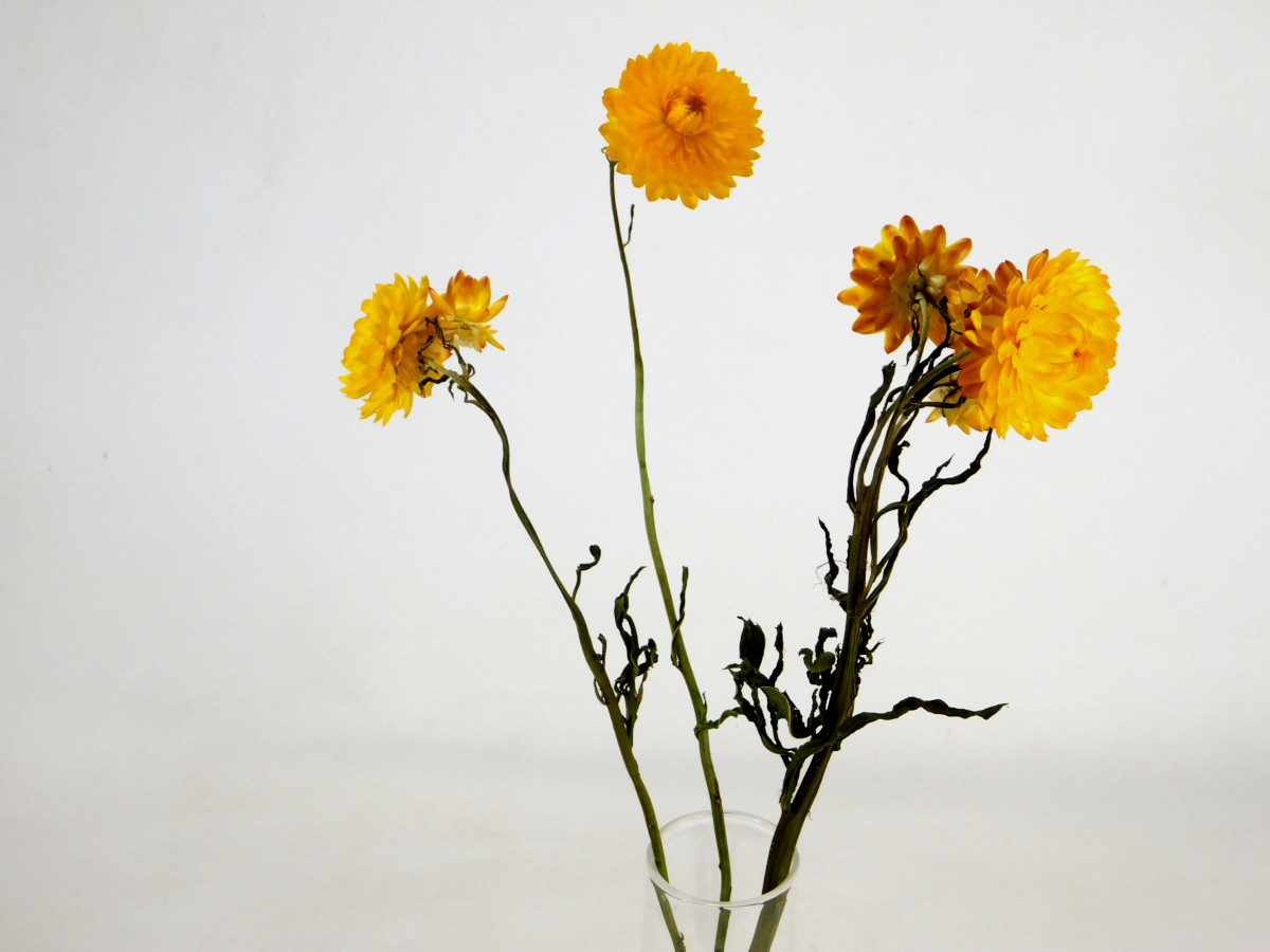 Strohblumen_Gelb_Bio Strohblumen mit Stängel, Gelb, 3 Stück