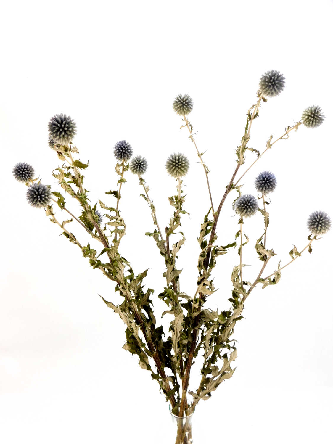 Kugeldistel_60cm Kugeldisteln mit Stängel, 4 -7 Distelköpfe, 70cm