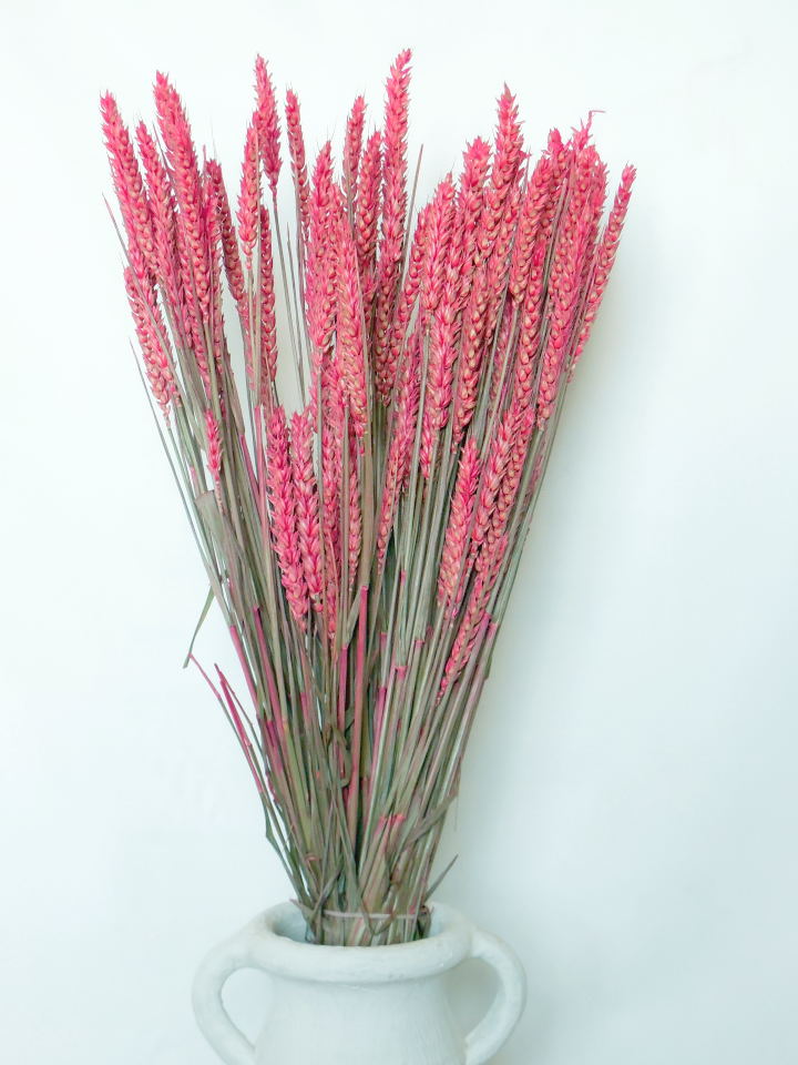 1677_0 Weizen: Rosa, 65 cm, ganzes Bund (70- 90 Halme)
