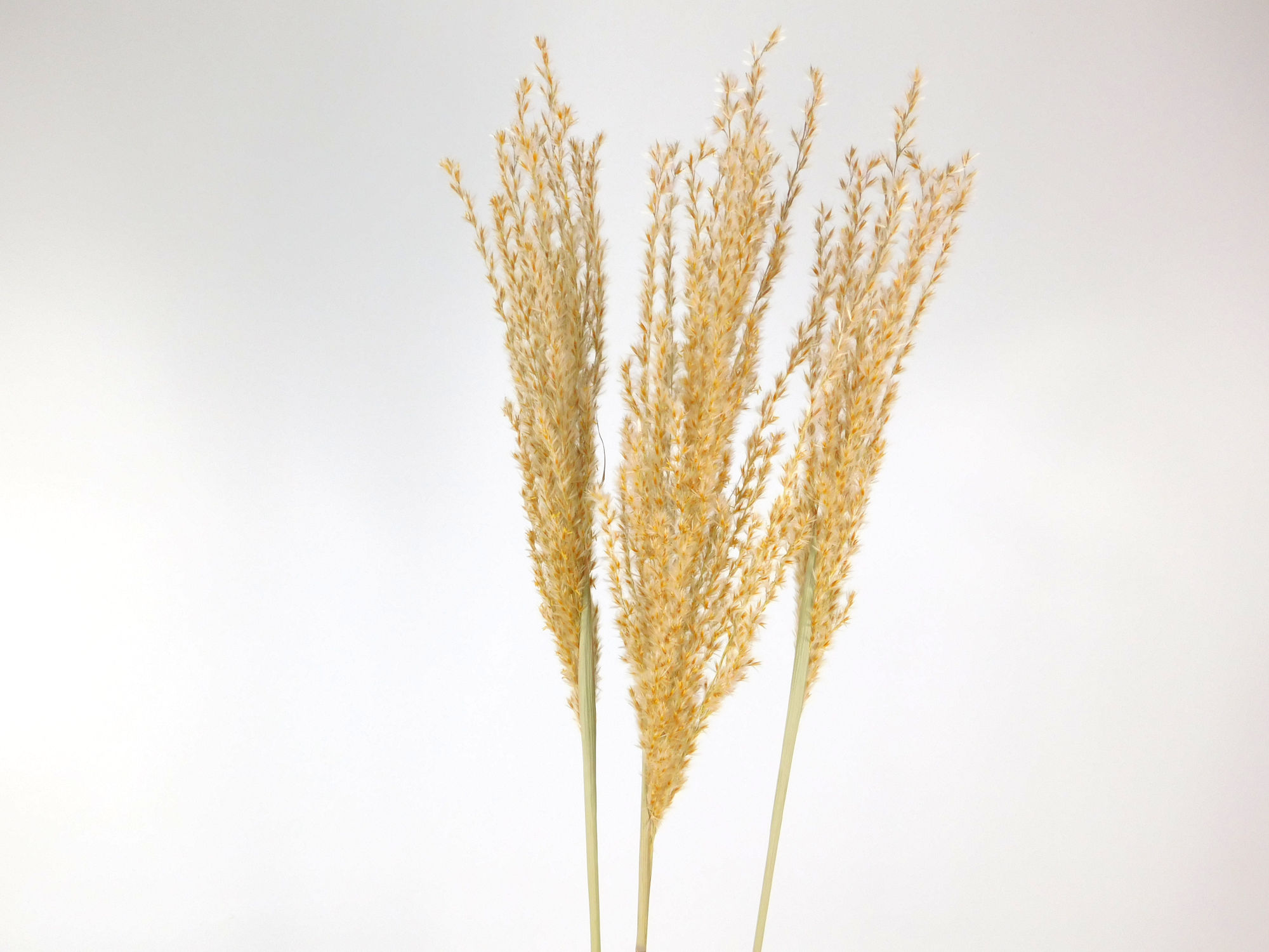 Miscanthus_Suessgras Schilfgras Miscanthus, 1 Stängel, 70 cm