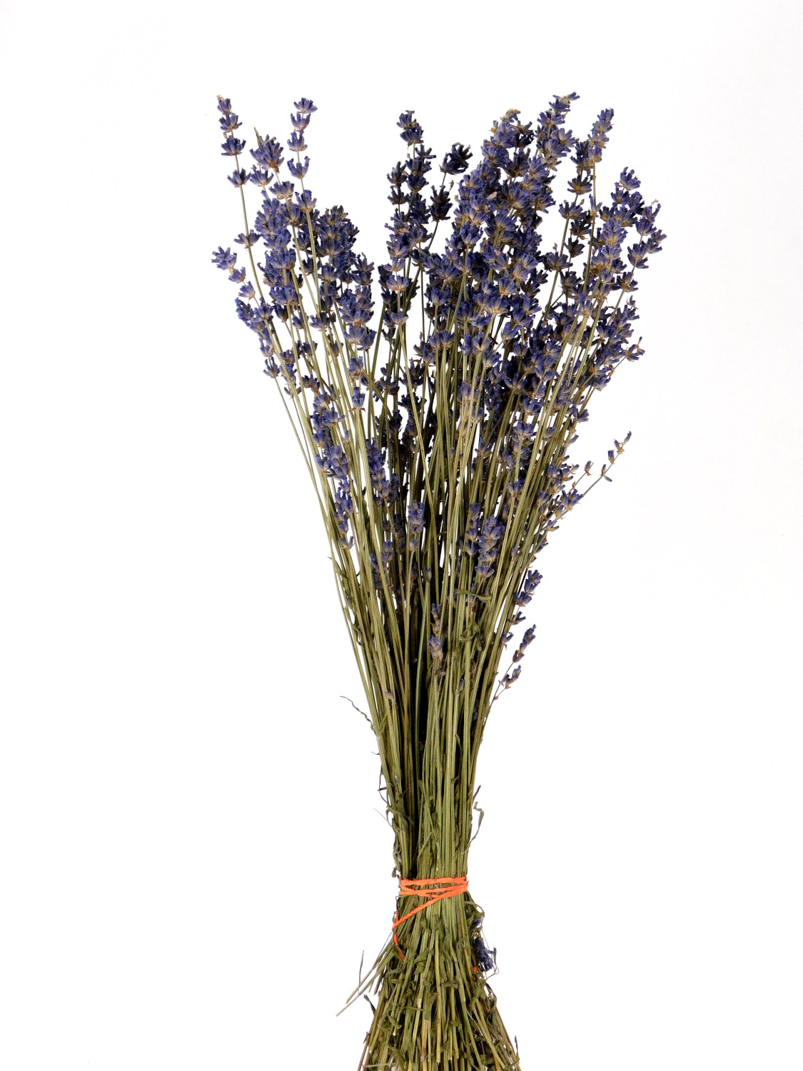 Echter Lavendel, 40- 45cm