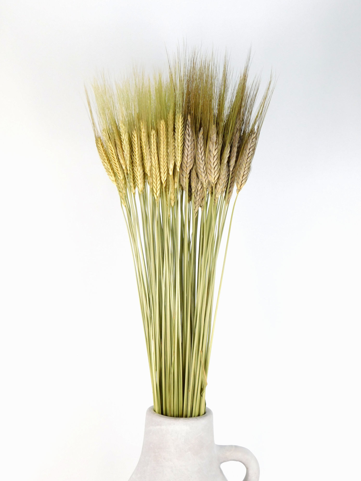 Einkorn + Emmer, jung geschnitten,*Bio*, 70cm