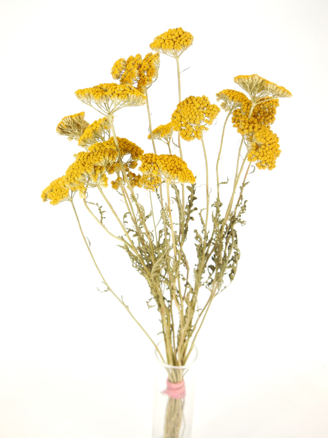 Achilea_Bio Schafgarbe(Achillea), Gelb, 7-10cm, *Bioanbau*, 1 Stängel