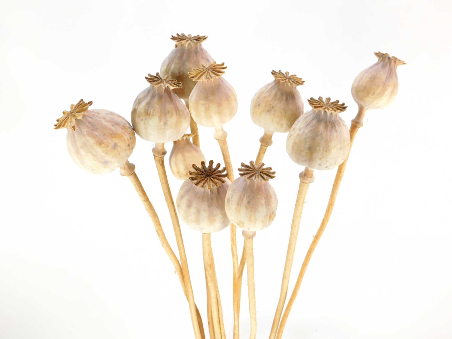 Mohn_Bio2 Mohn (P. Zeno Morphex) 10 Stängel , 3 cm, *Bio*