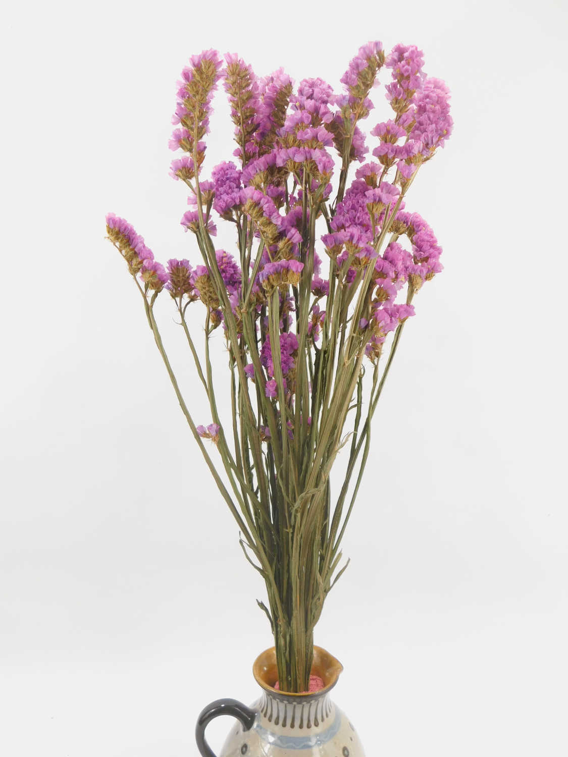 Strandflieder_Hell-Lila4 Strandflieder, Helles Lila- Rosa, 60 cm