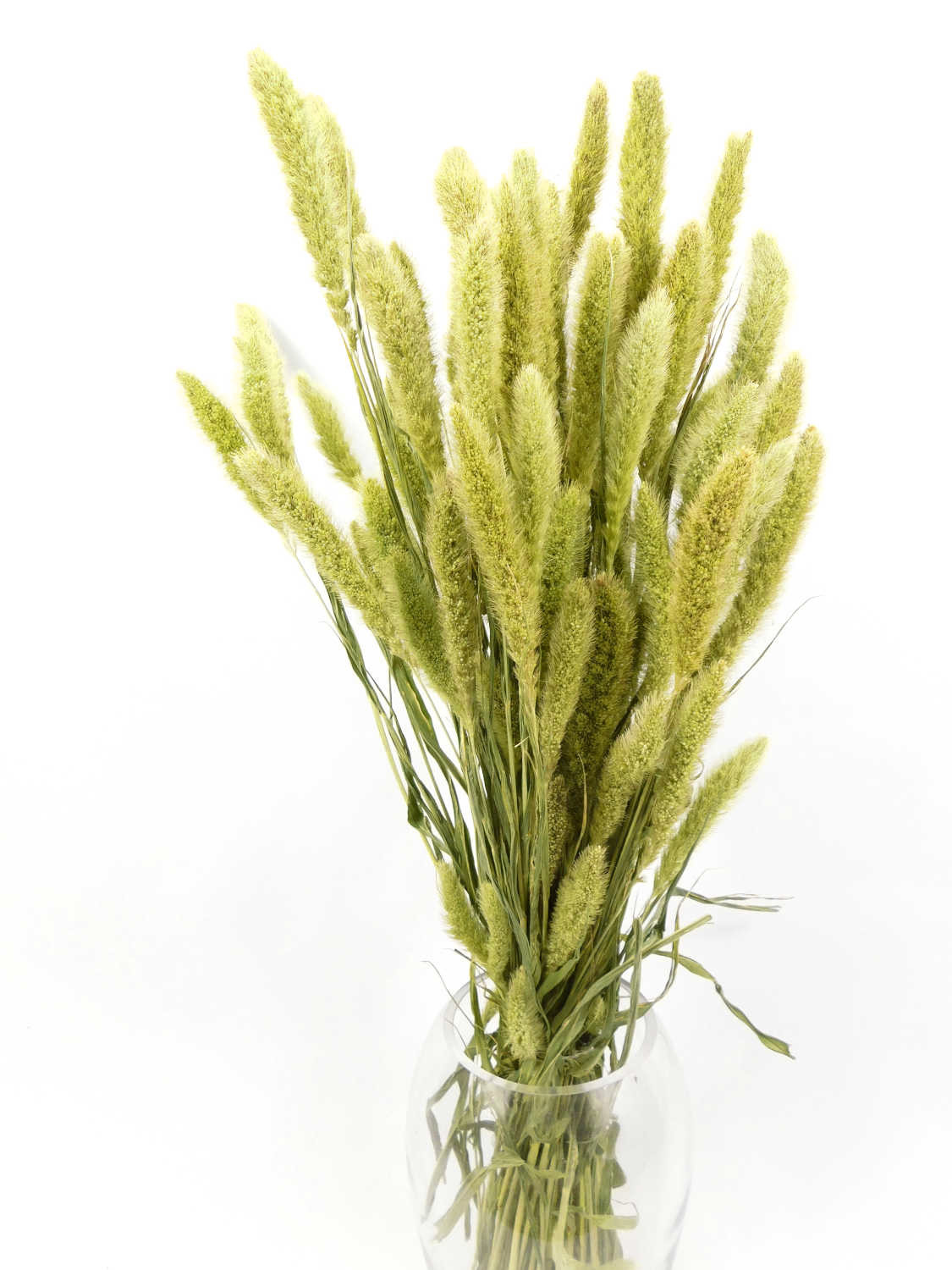 Gruene_BorstenhirsearzG5BG5xdPIW Grüne Borstenhirse, 60 cm, 20 Stängel