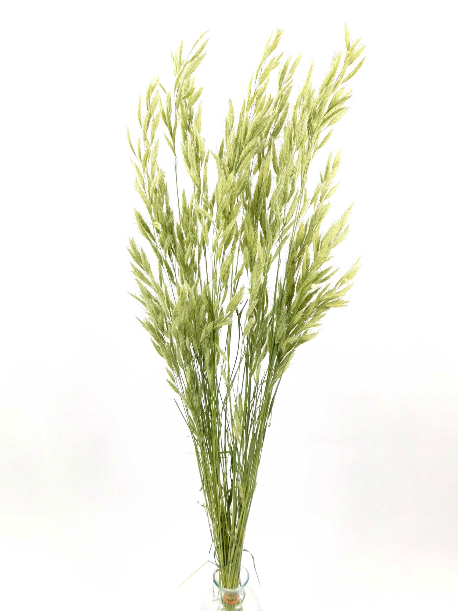 Langgrannige_Trespe_Bromus_macrostachys4 Langgrannige Trespe, 30 Halme, 65 cm, Naturgrün