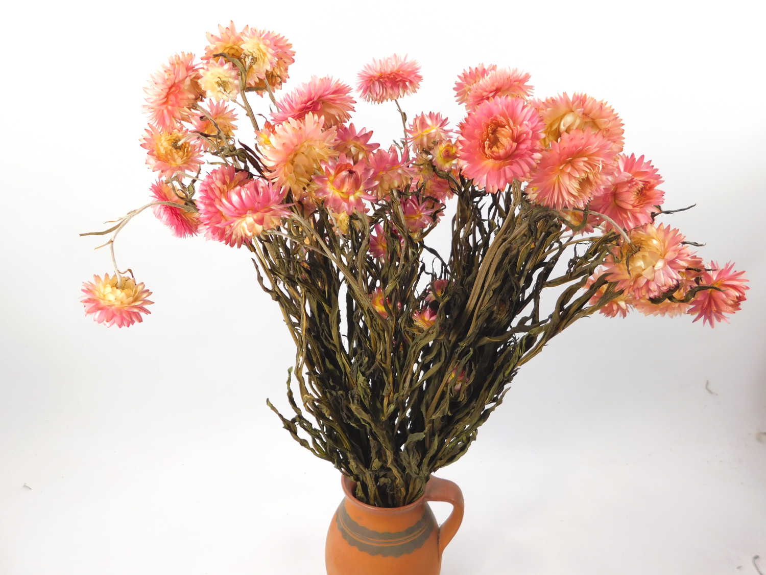 Strohblumen_Hellrosa Strohblumen mit Stängel, ganzes Bund, 50cm