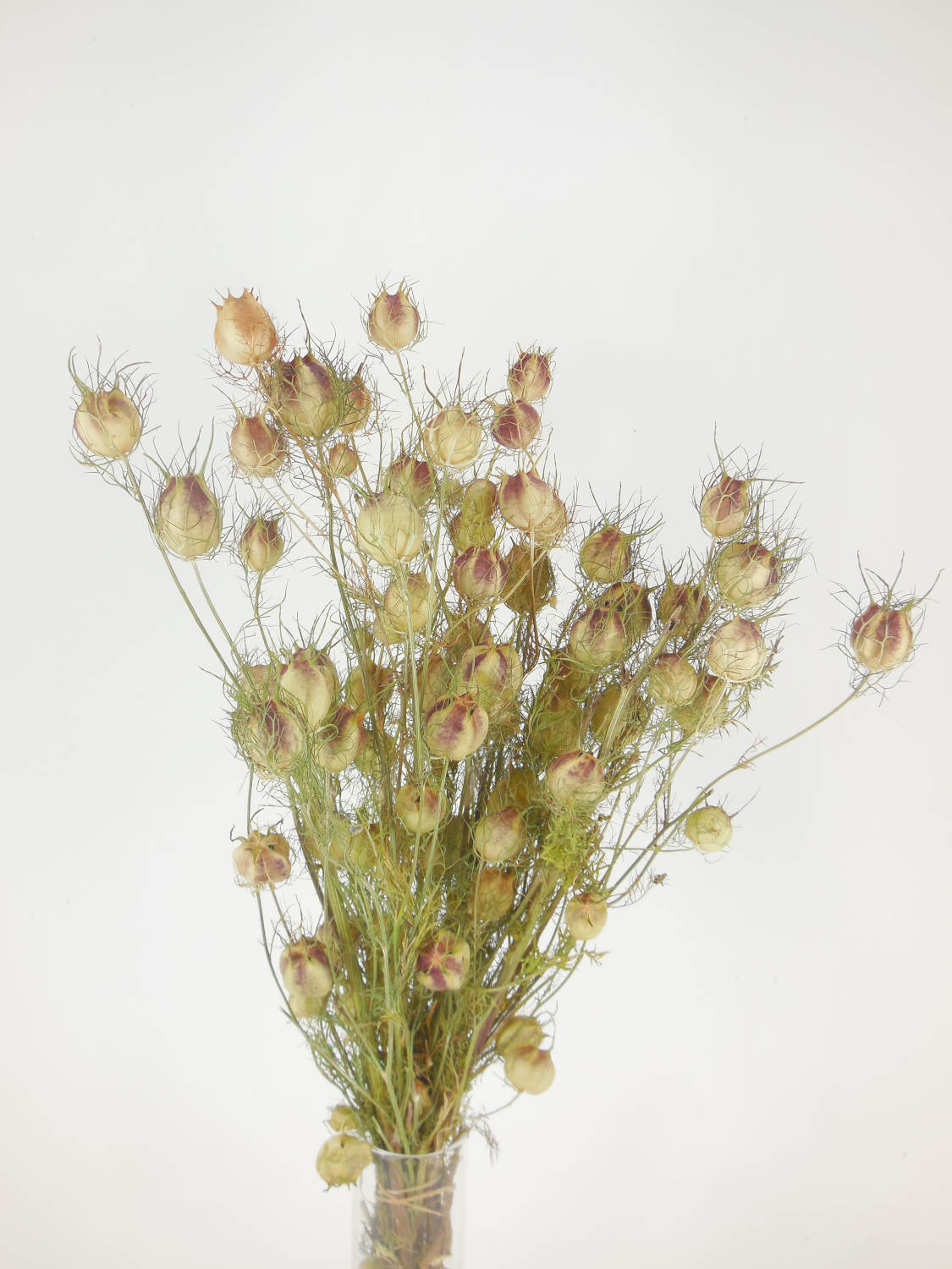 Junfer_im_Gruenen_Bio2 Jungfer im Grünen, Bio-zertifiziert, 40-55cm