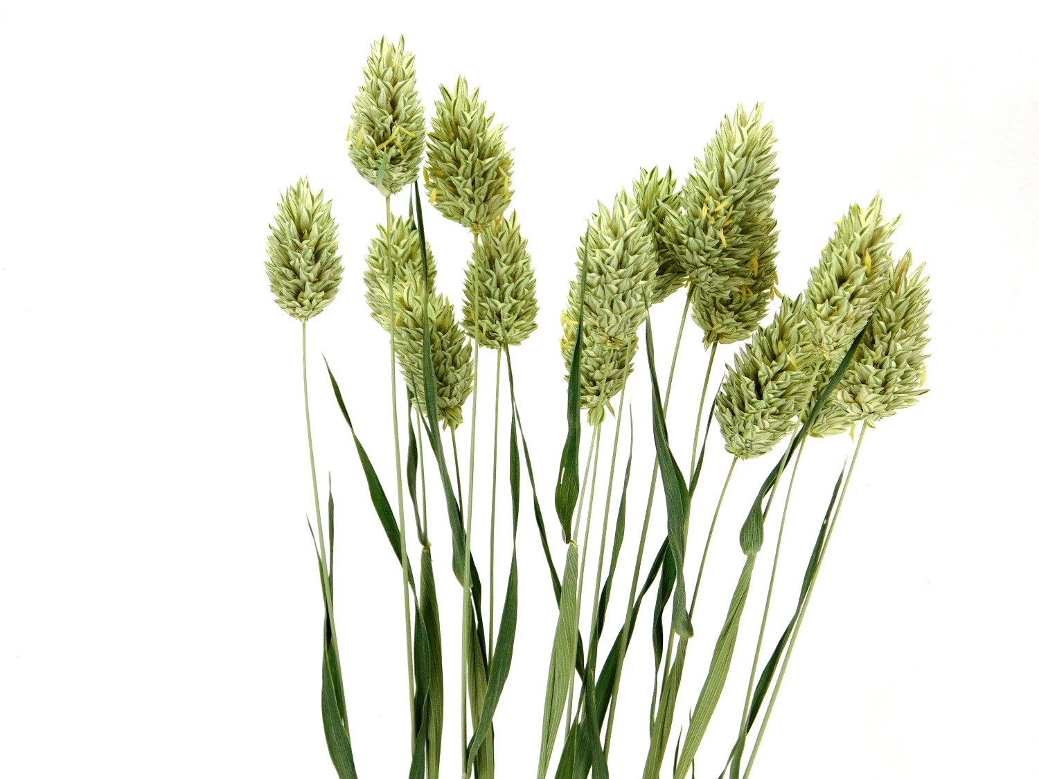 Phalaris_Bio_45cm1 Kanariengras (Phalaris canariensis), 45cm, *Bio*