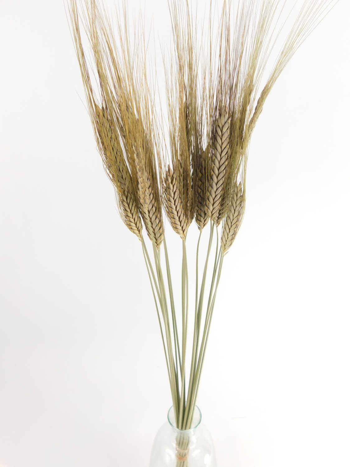 Emmer_Bio Emmer, 20 kurze Stängel *Bio*,50 cm