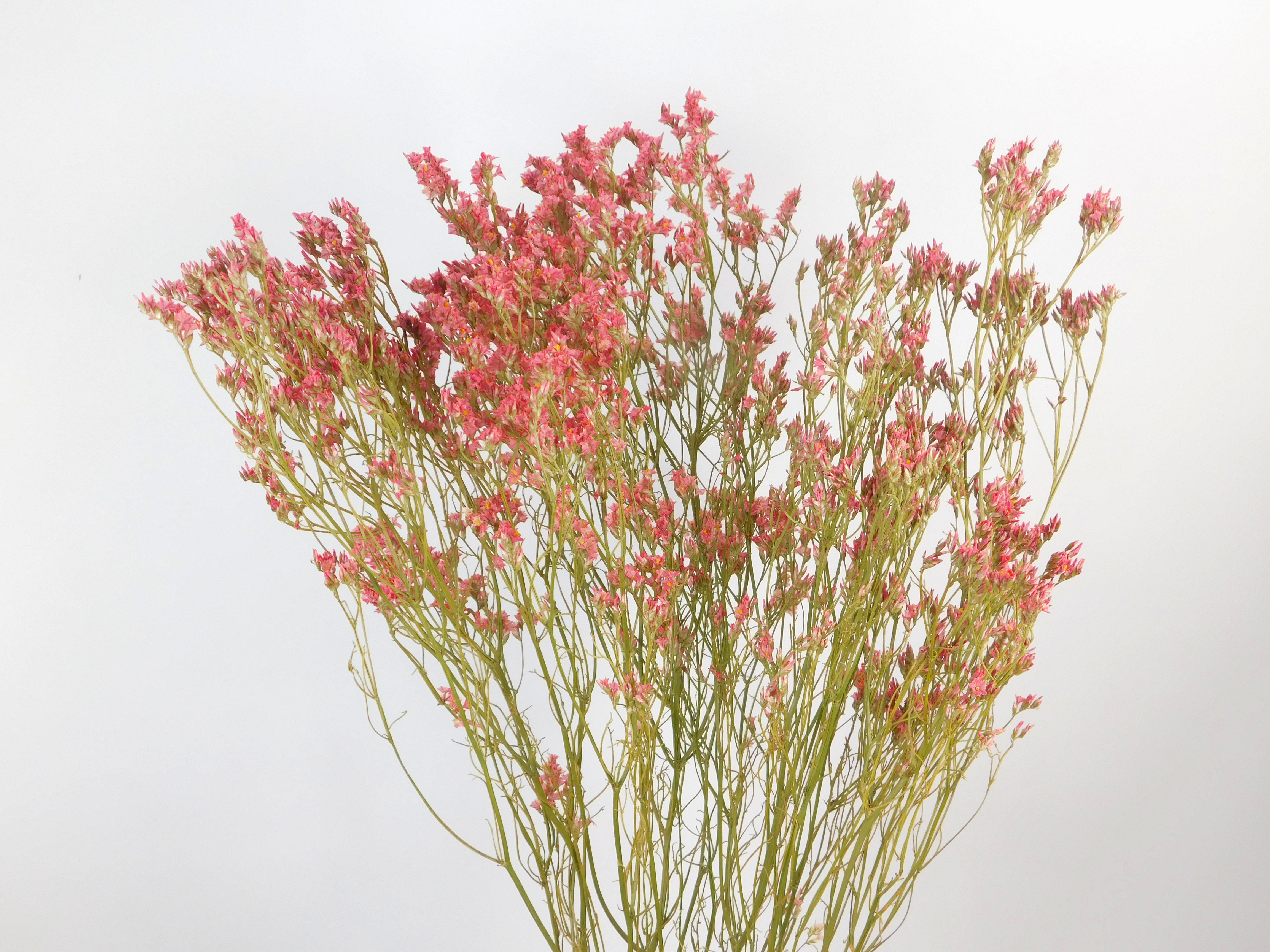 Limonium, großblumig, Lachsrosa